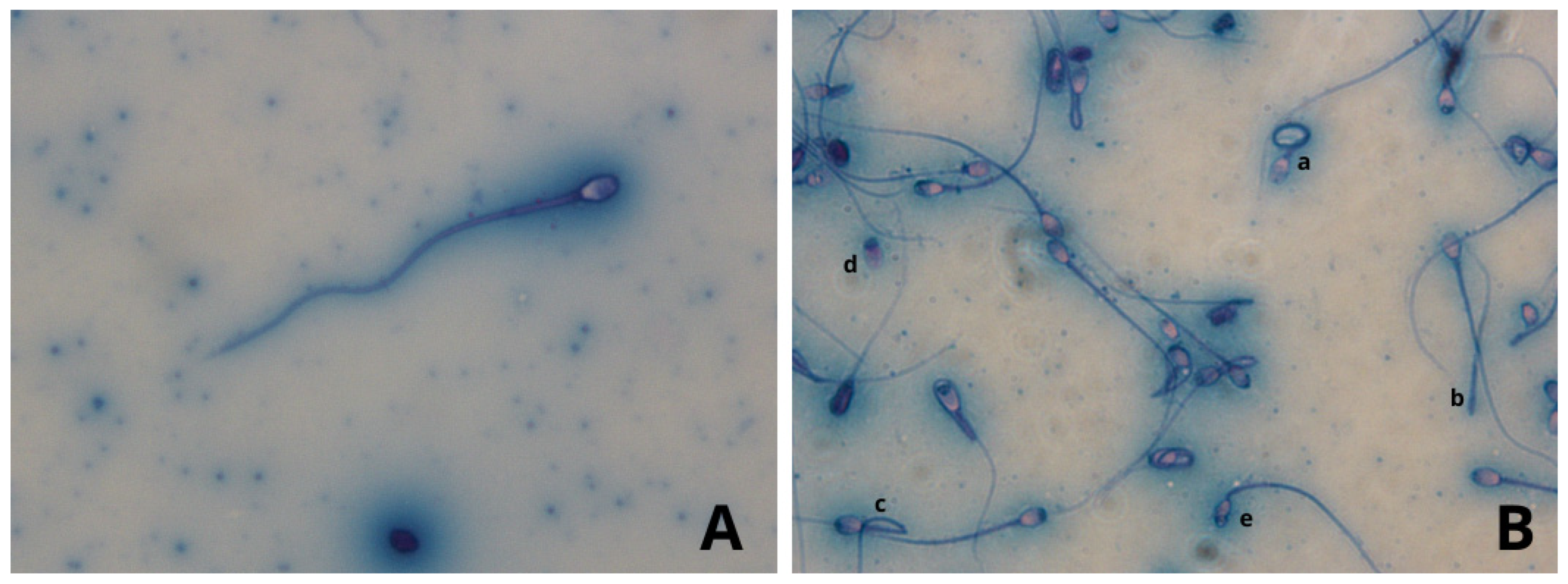 Animals 14 02381 g004