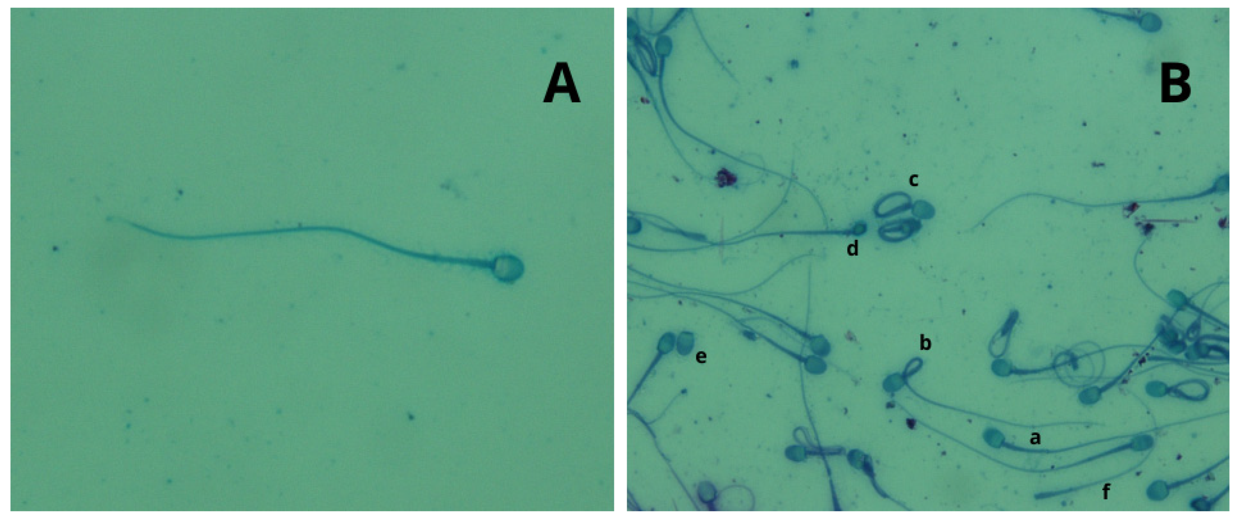 Animals 14 02381 g005