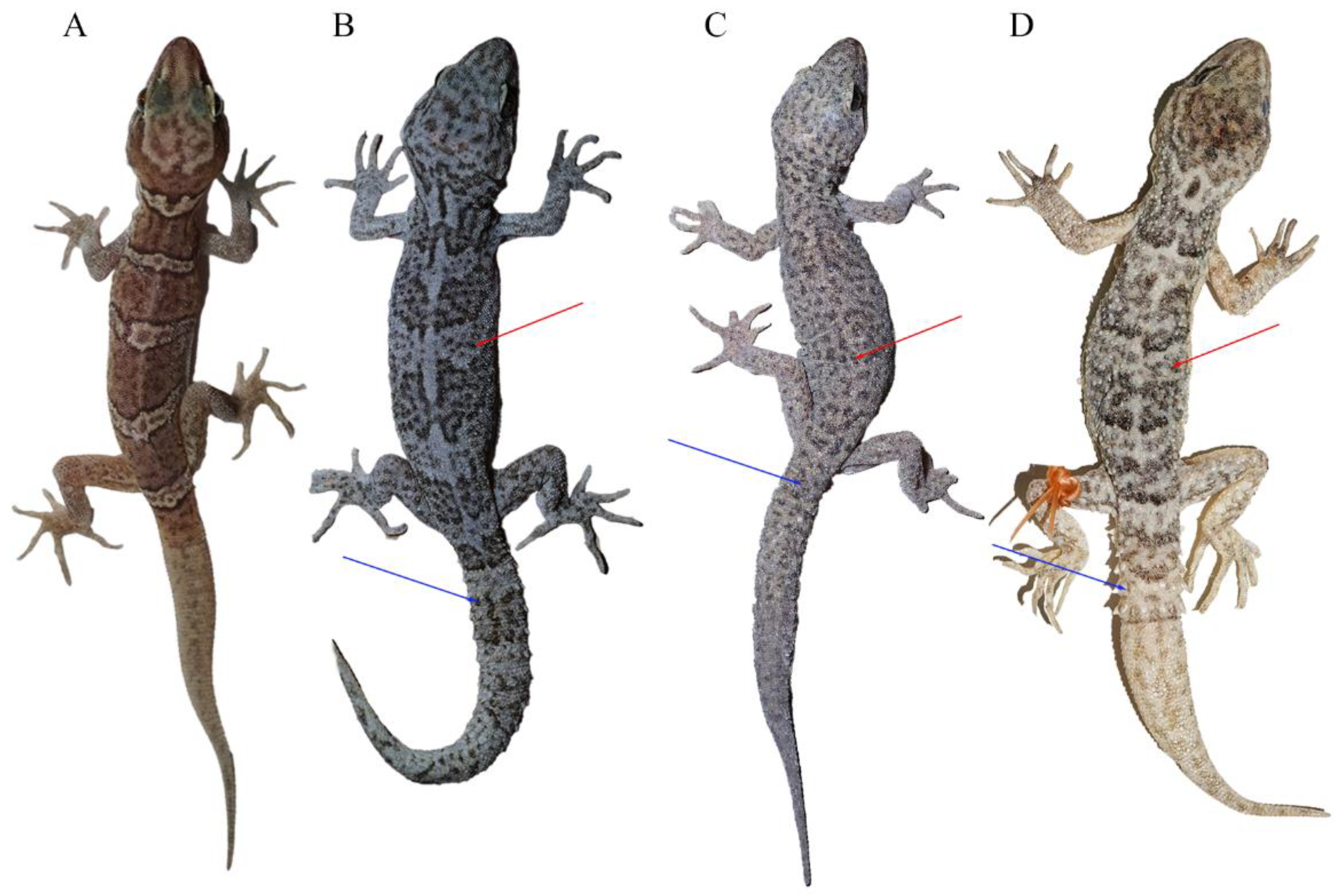 Animals 14 02384 g003