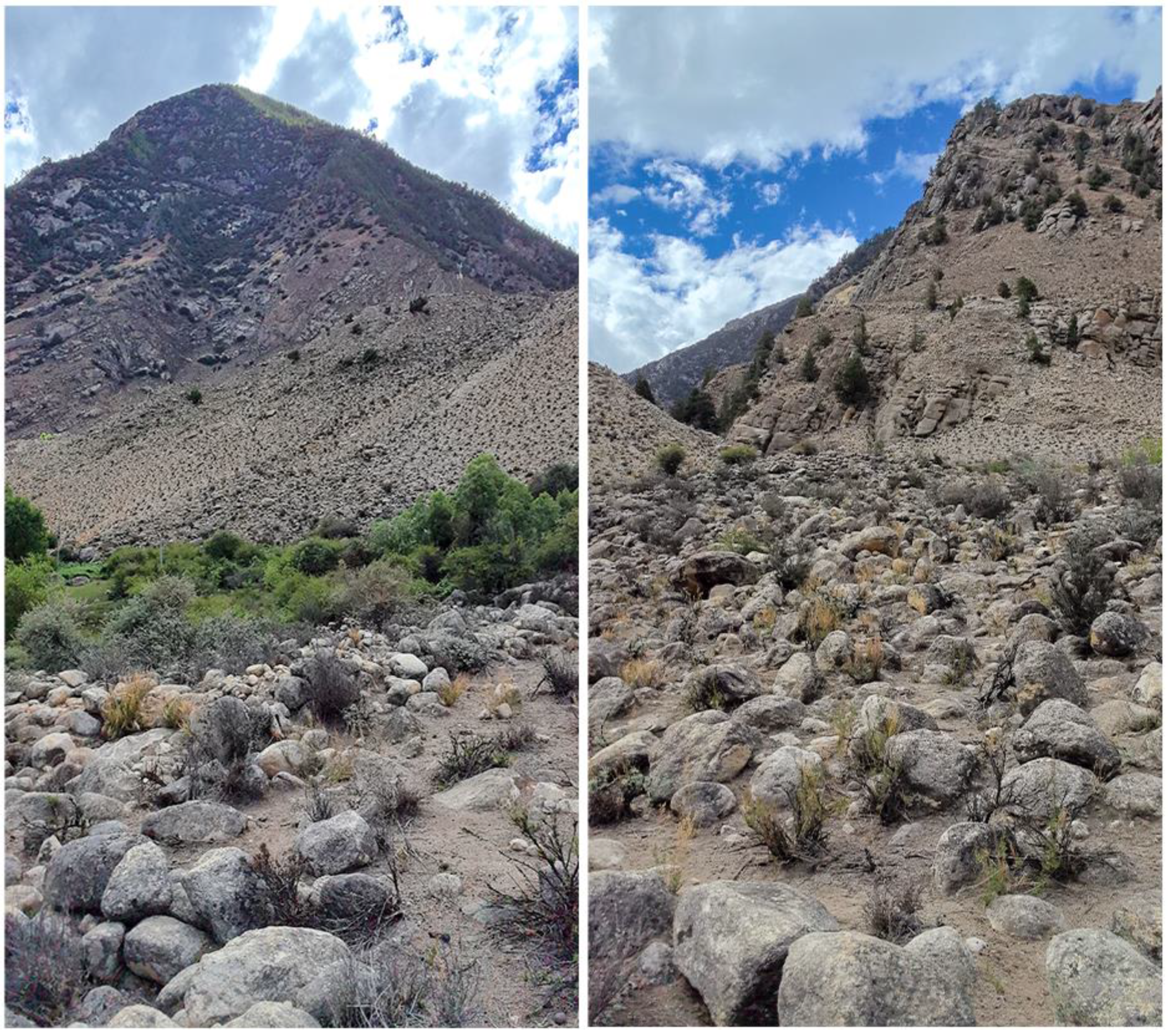 Animals 14 02384 g006