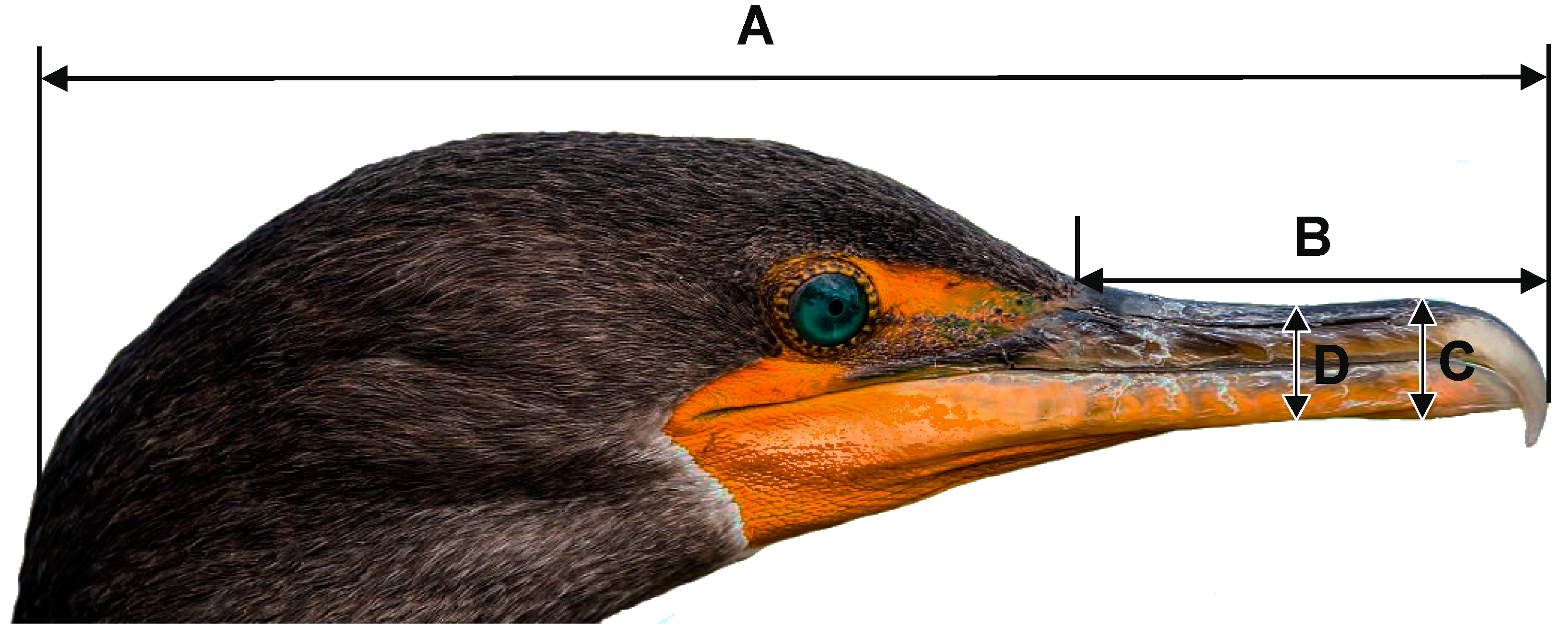 Animals 14 02389 g001 Animals 14 02389 g001