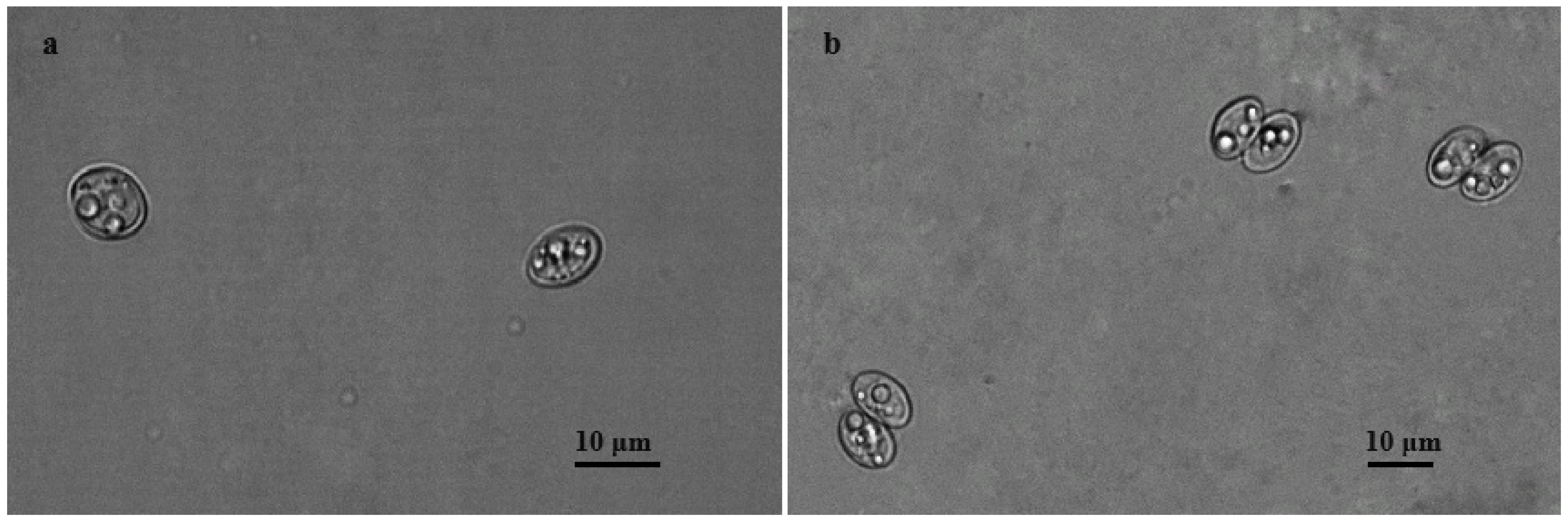 Animals 14 02391 g001 Animals 14 02391 g001