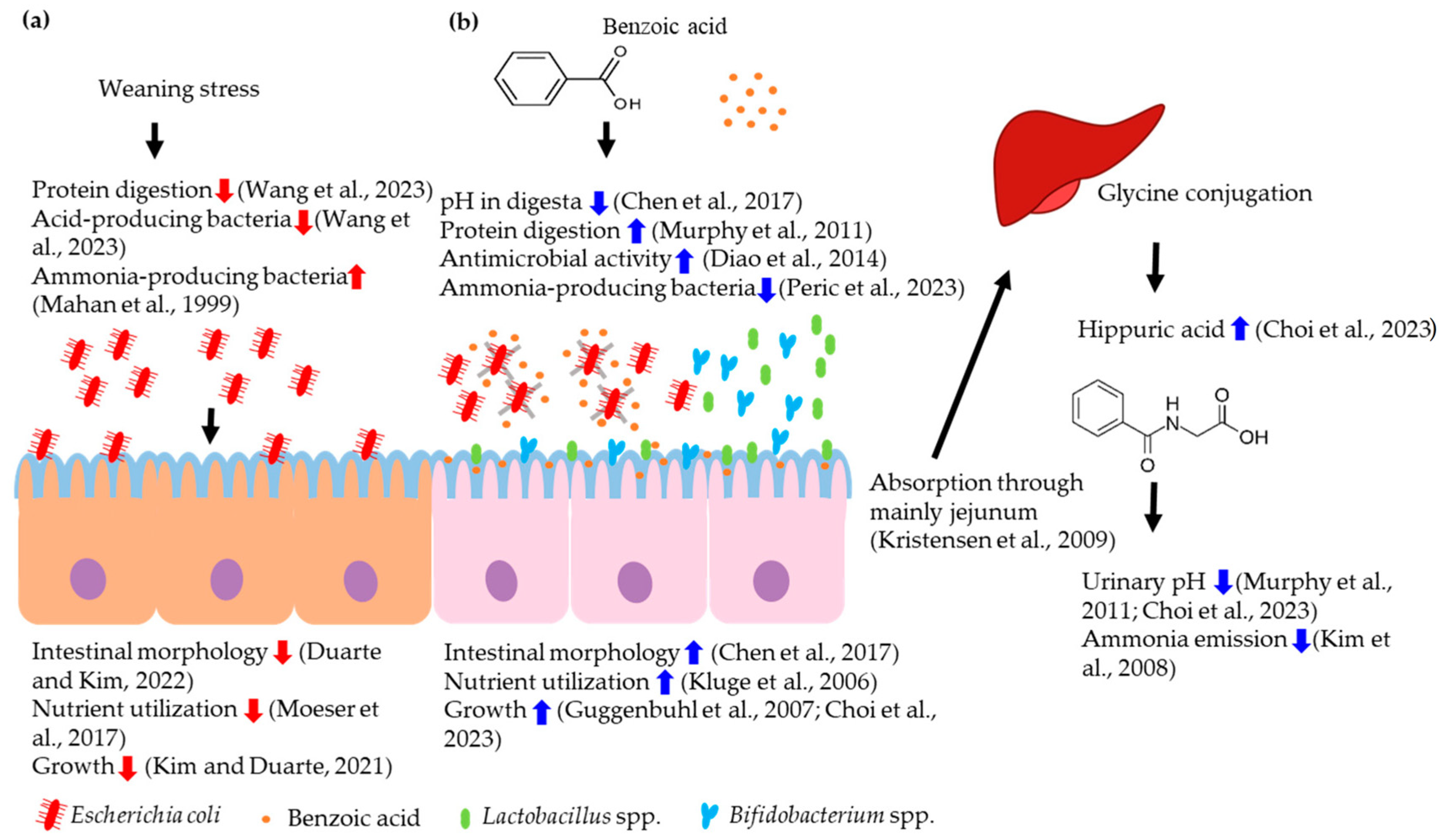 Animals 14 02394 g001 Animals 14 02394 g001