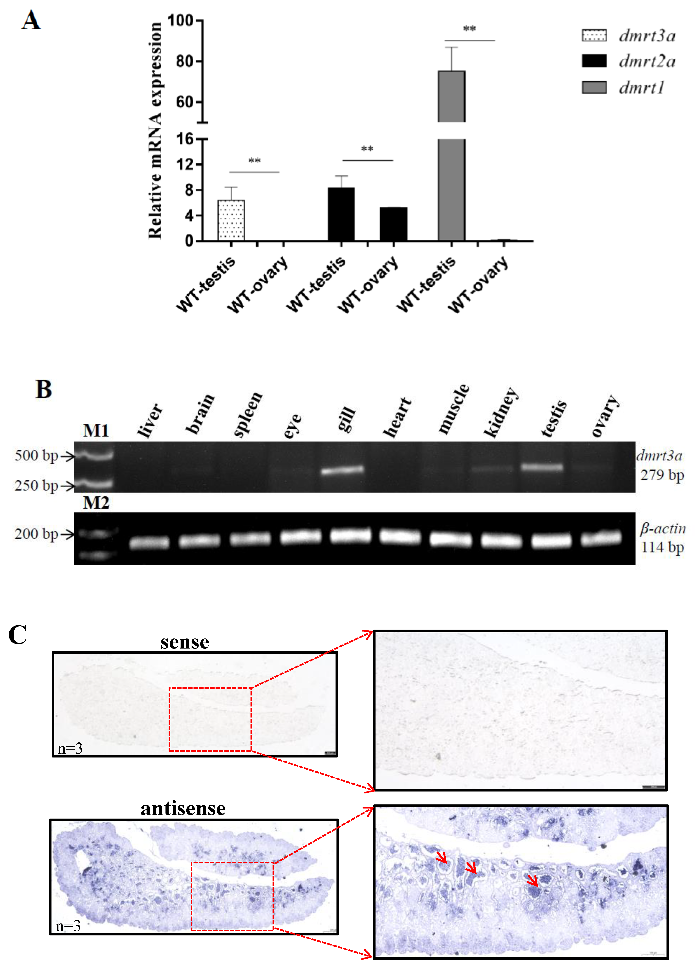 Animals 14 02406 g002