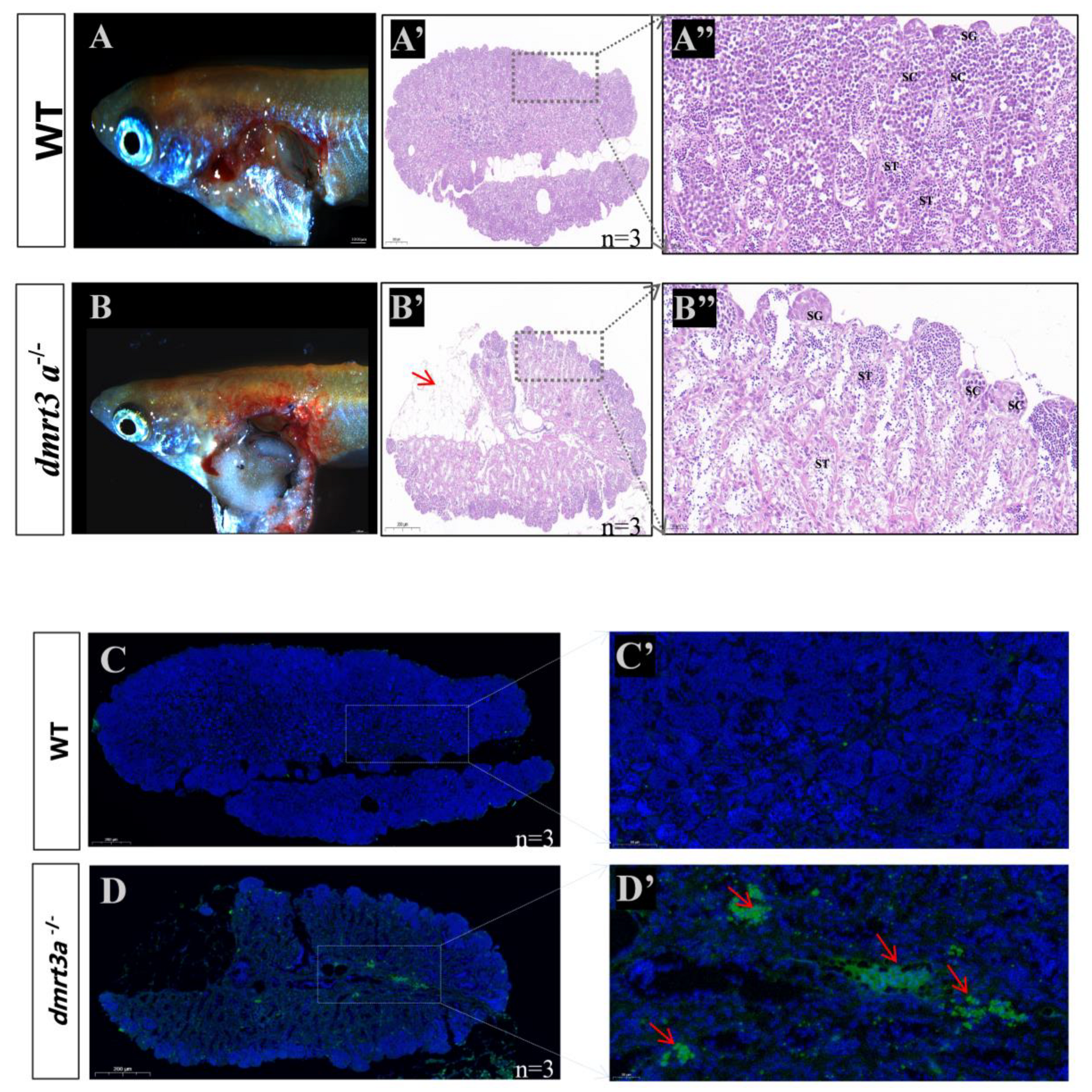 Animals 14 02406 g005a