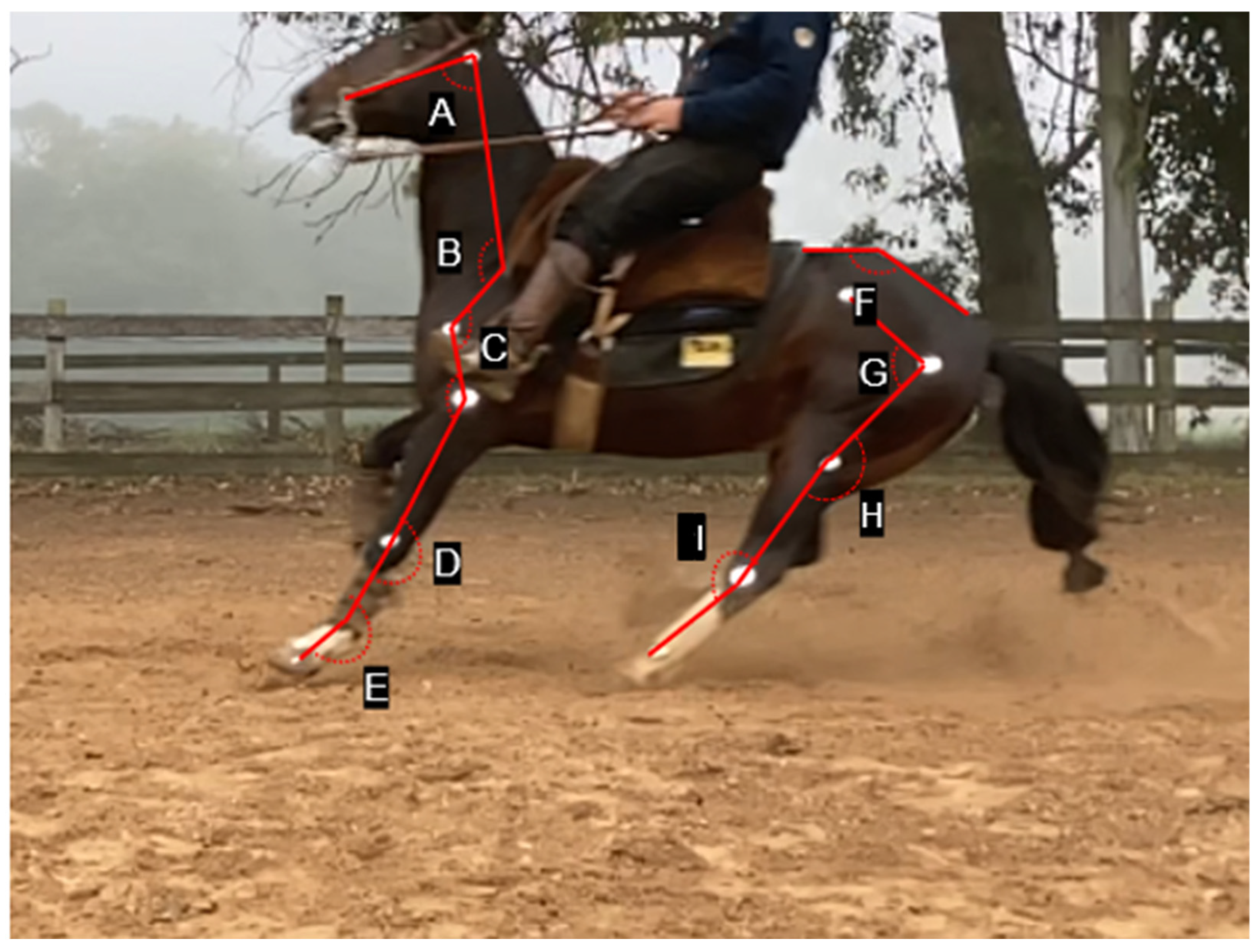 Animals 14 02410 g001