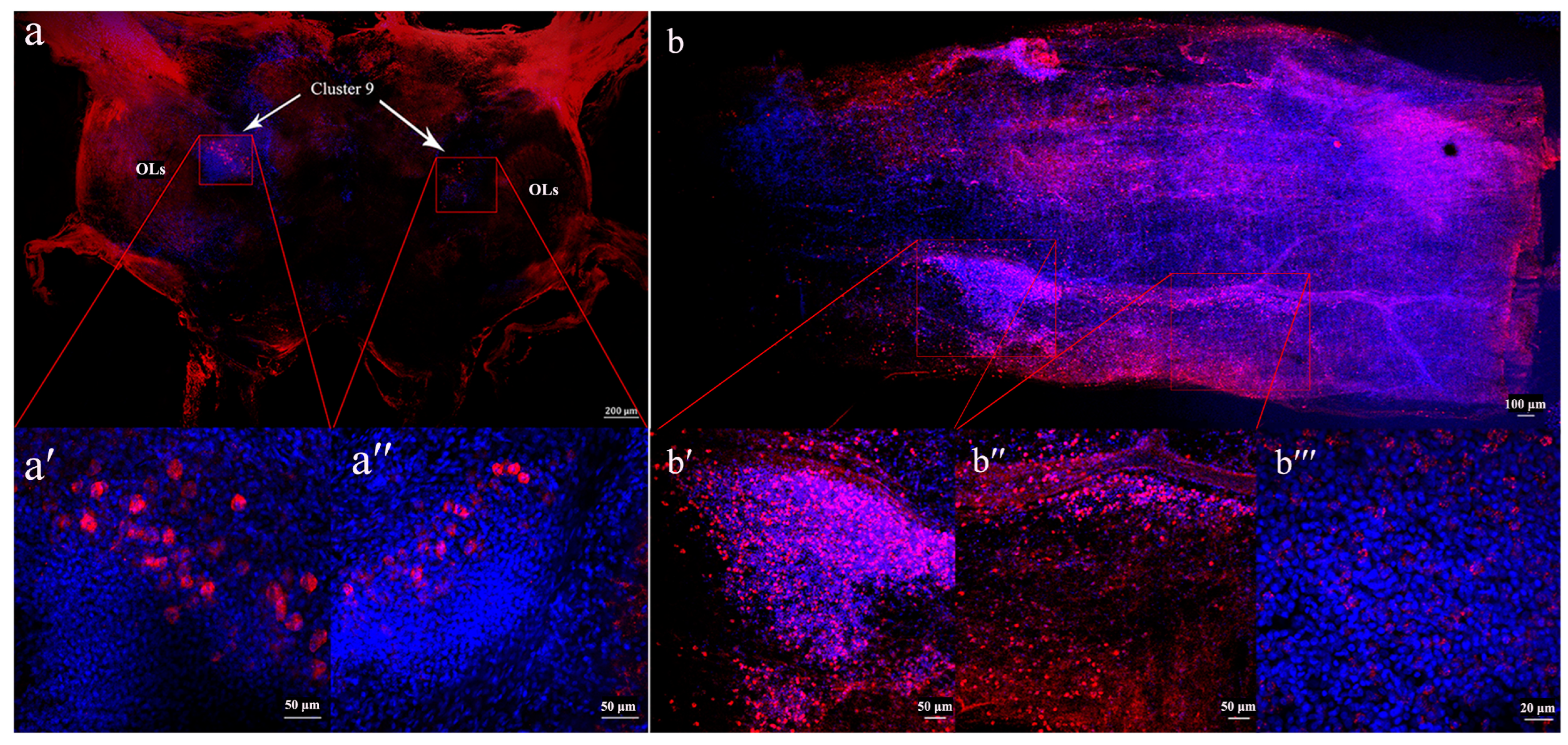 Animals 14 02415 g004