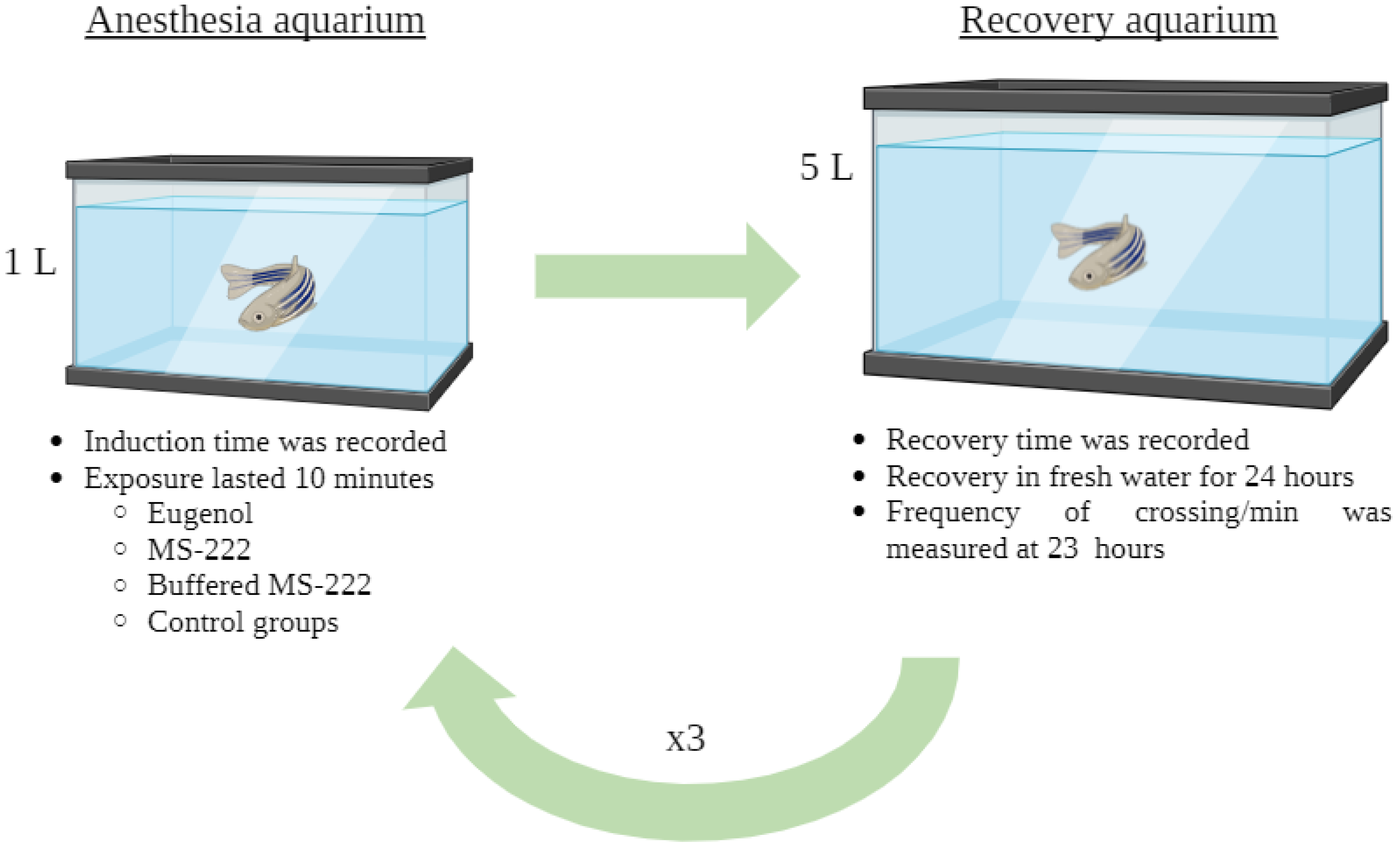 Animals 14 02418 g001