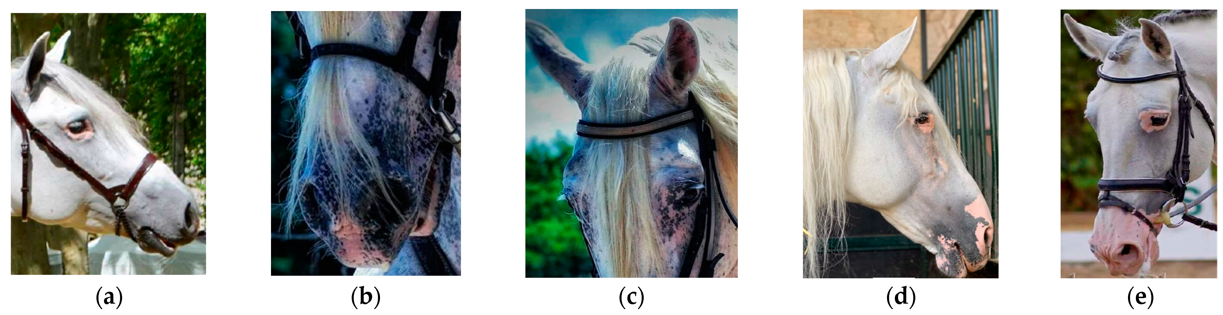 Animals 14 02420 g001