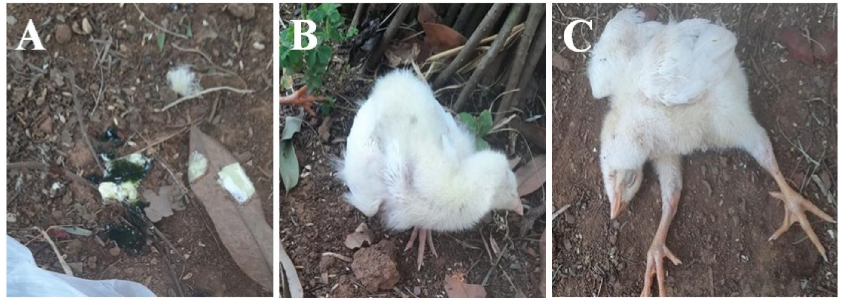 Animals 14 02423 g001