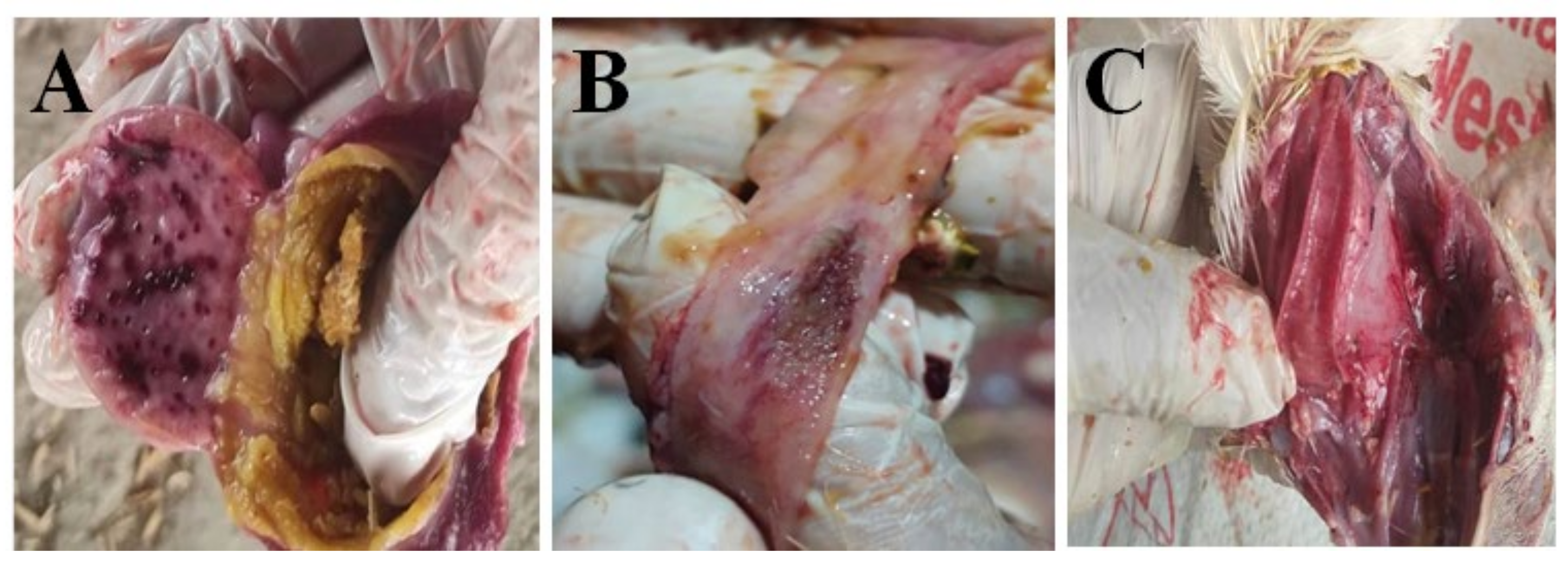 Animals 14 02423 g002