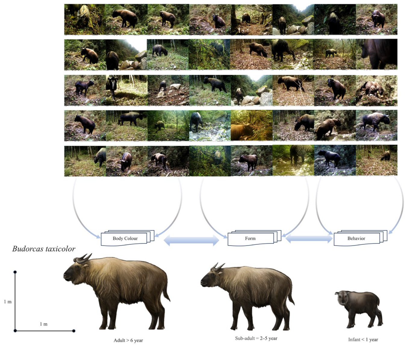 Animals 14 02426 g002