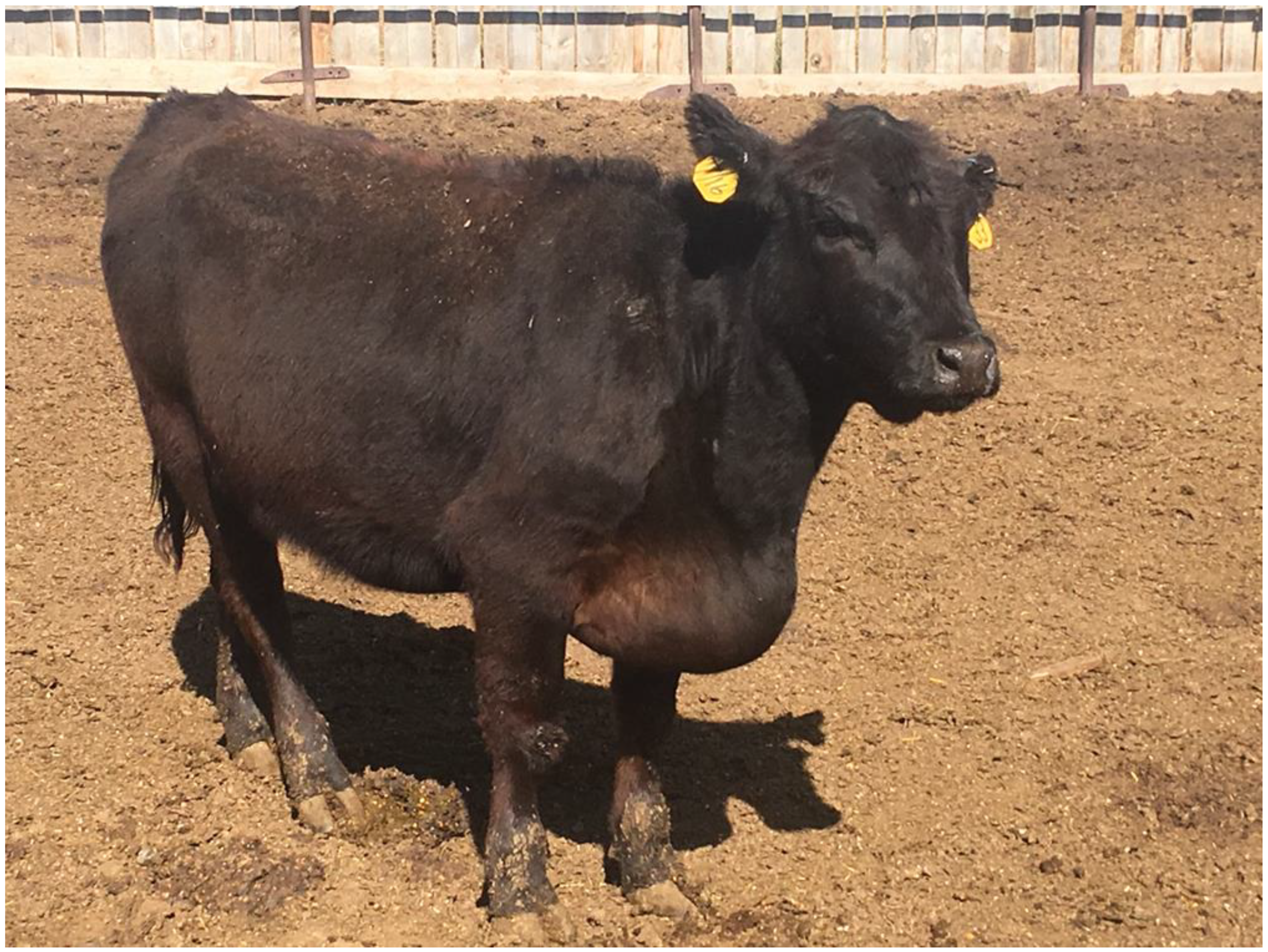 Animals 14 02430 g001 Animals 14 02430 g001