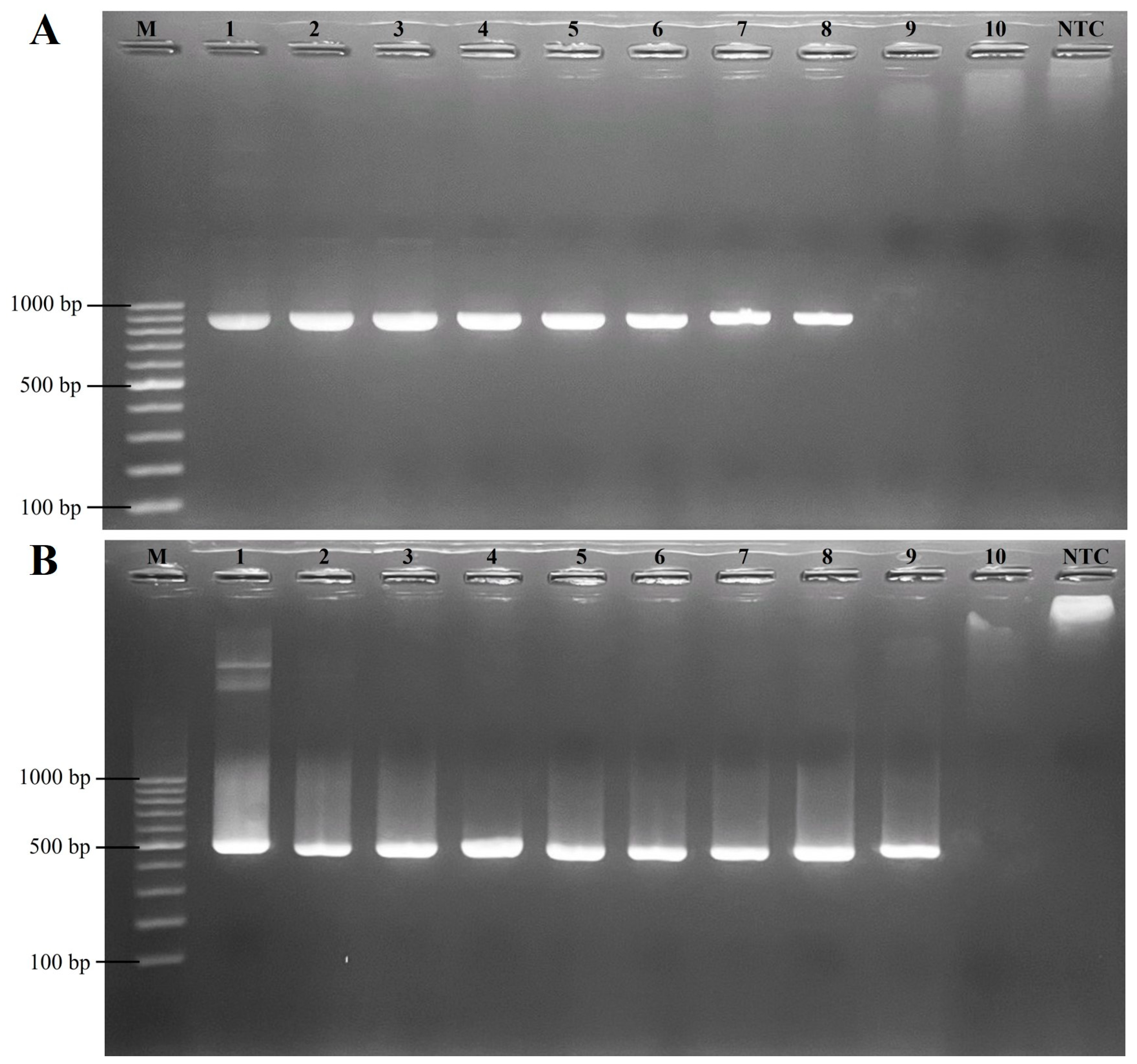 Animals 14 02432 g004 Animals 14 02432 g004