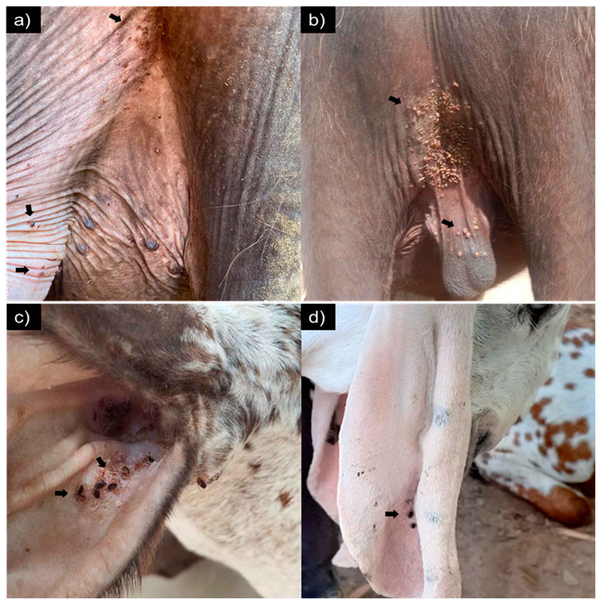 Animals 14 02437 g001