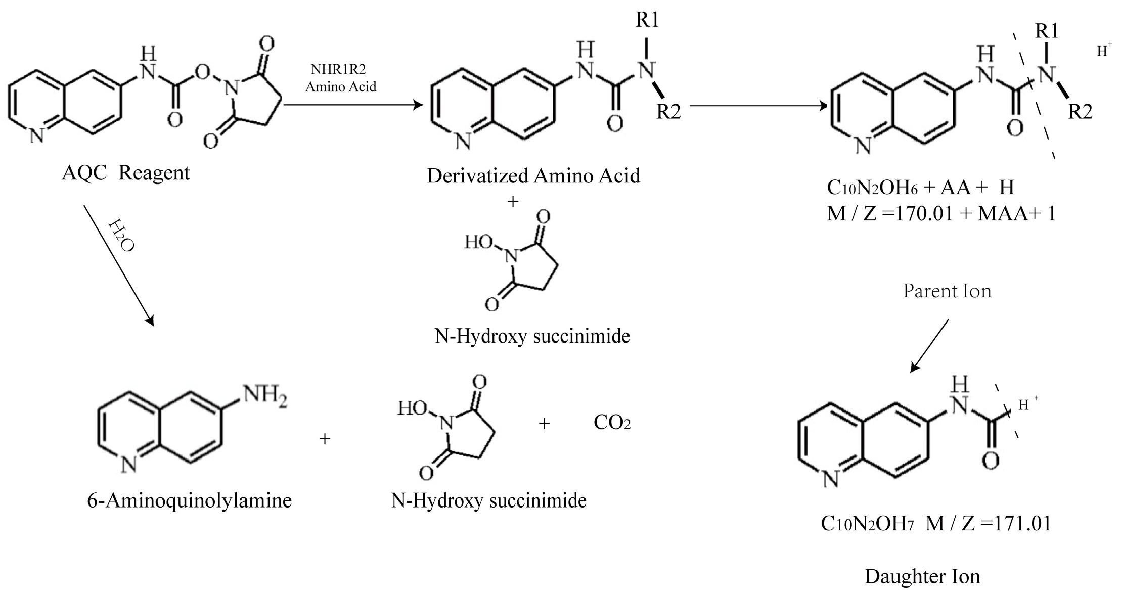 Animals 14 02438 g001