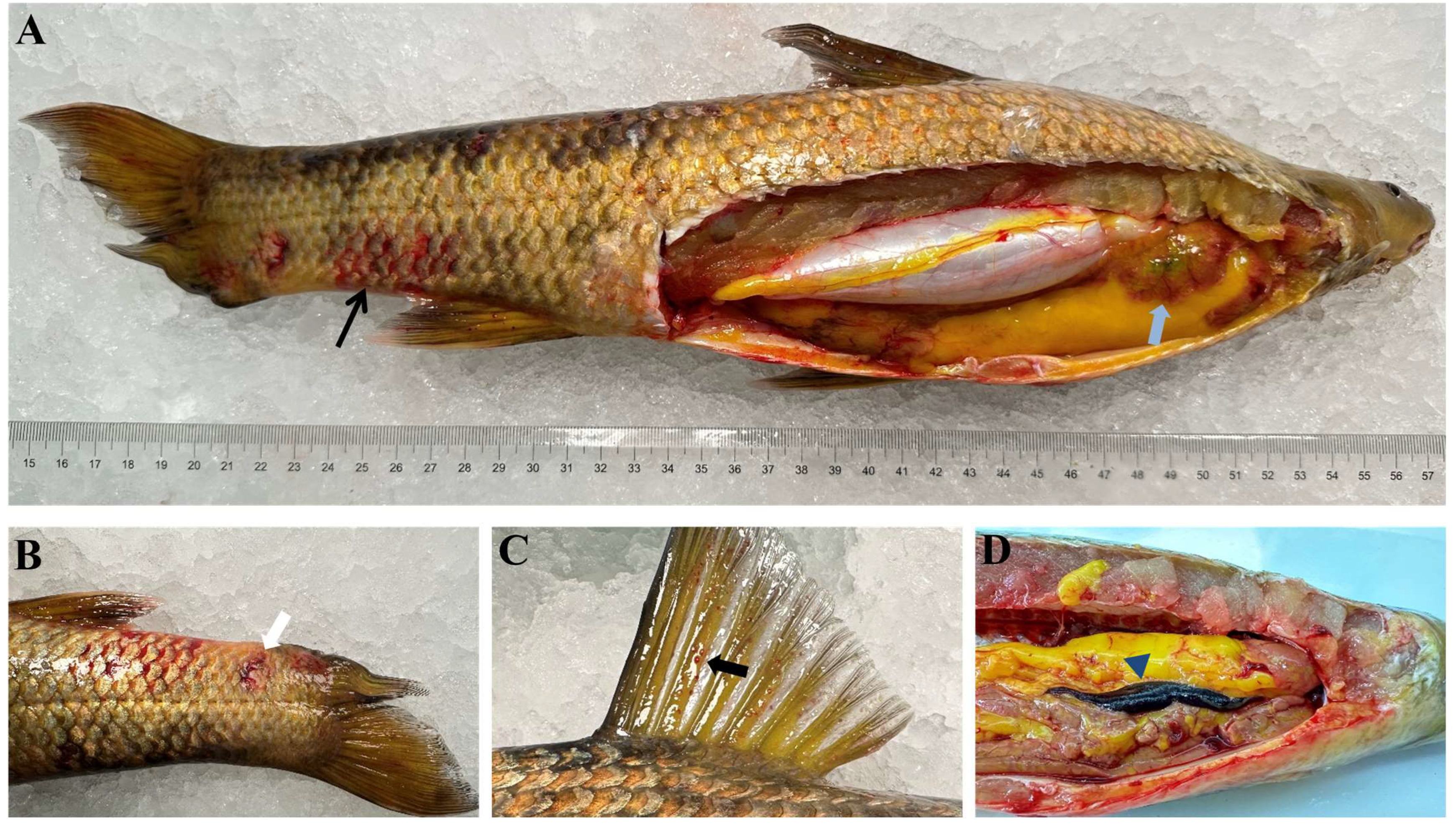 Animals 14 02440 g001