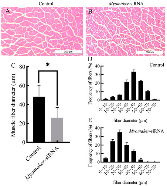 The Regulatory Role of Myomaker in the Muscle Growth of the Chinese ...