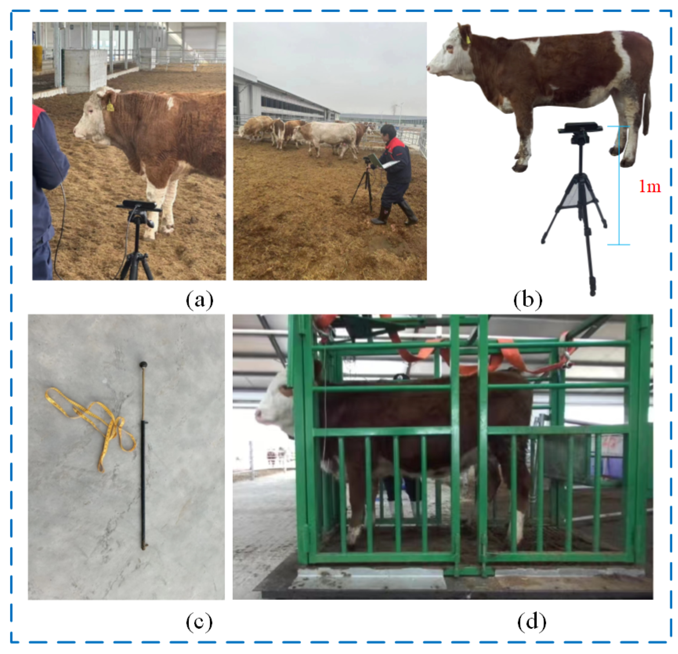 Animals 14 02453 g001