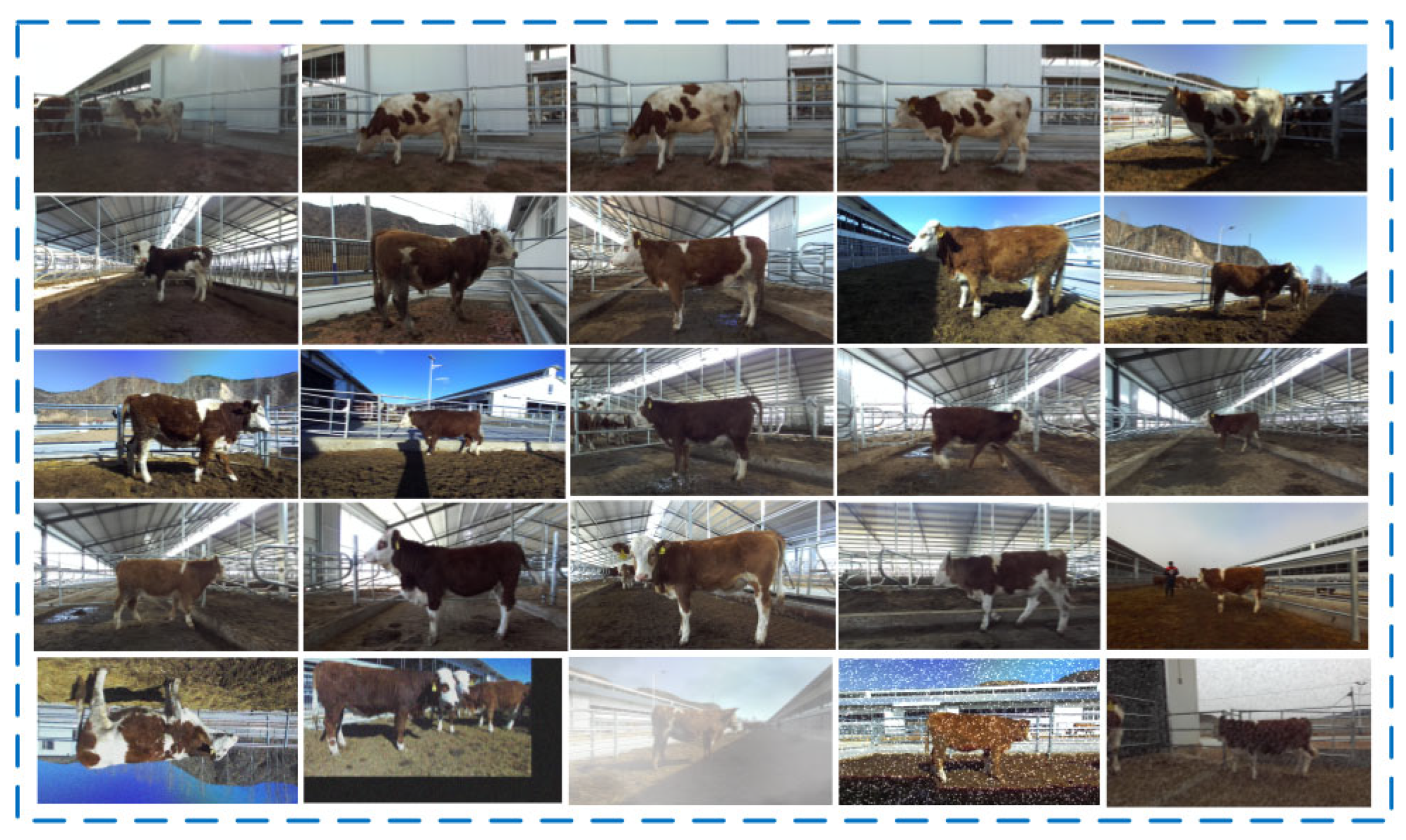 Animals 14 02453 g002