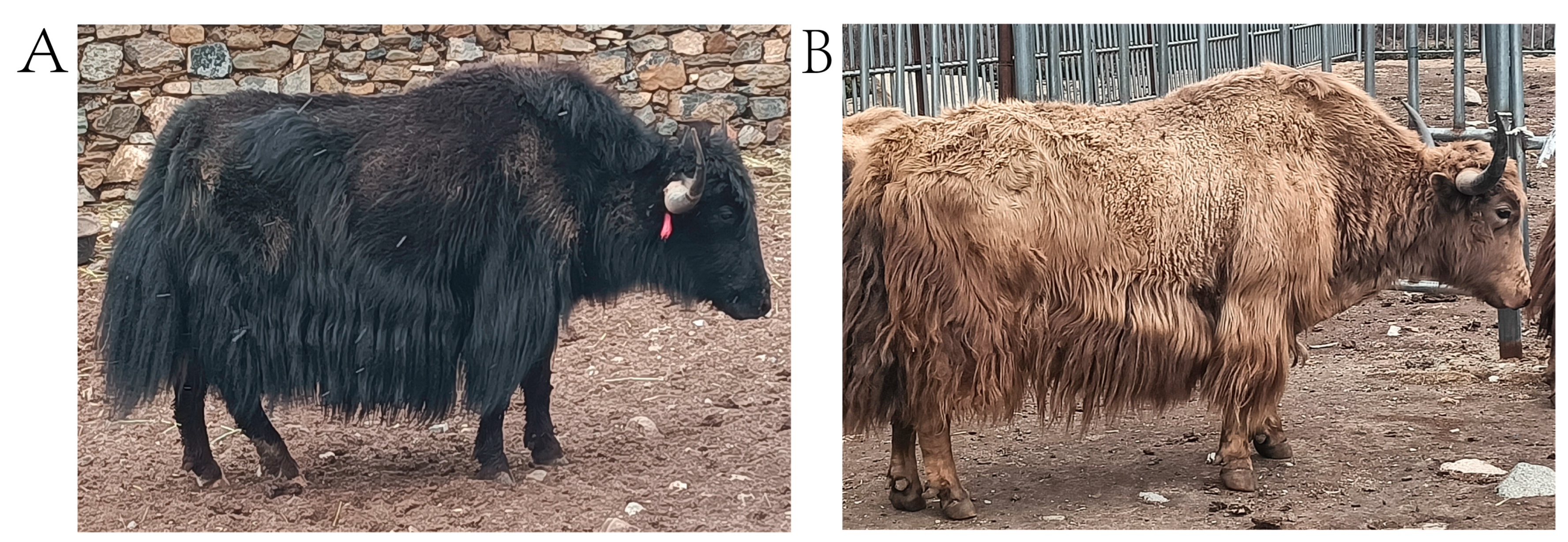 Animals 14 02458 g001 Animals 14 02458 g001