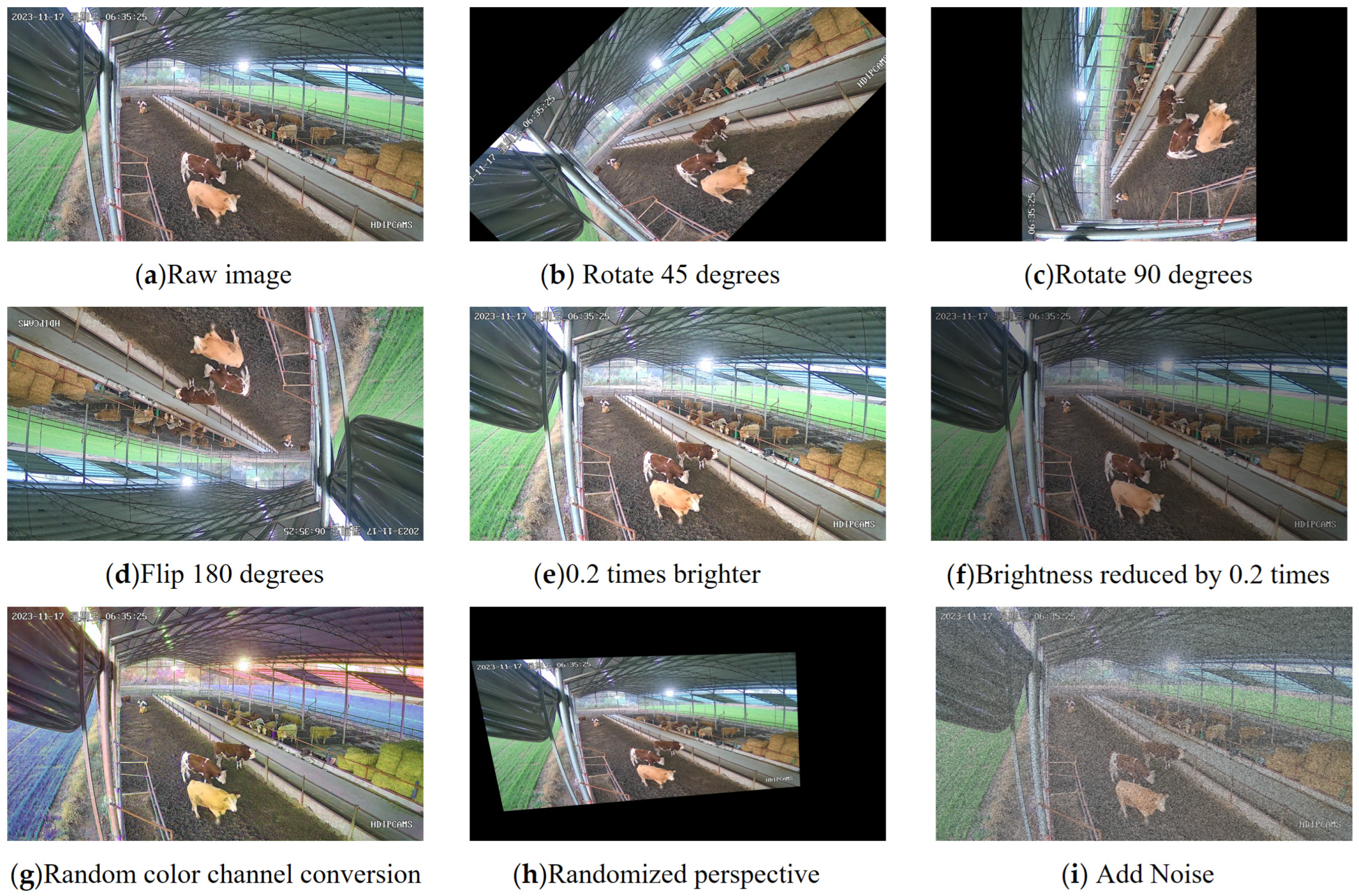 Animals 14 02464 g002