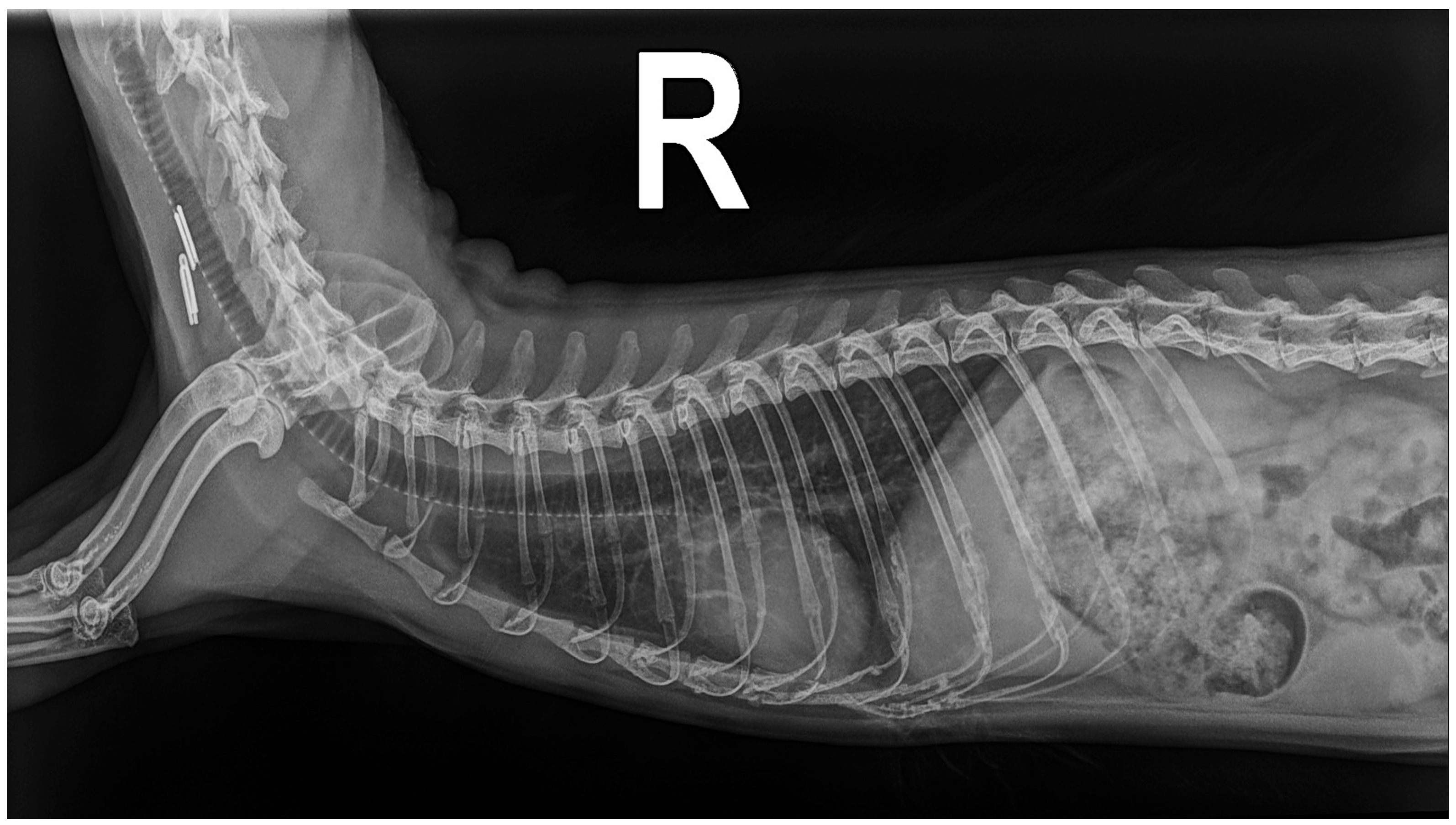 Animals 14 02474 g003