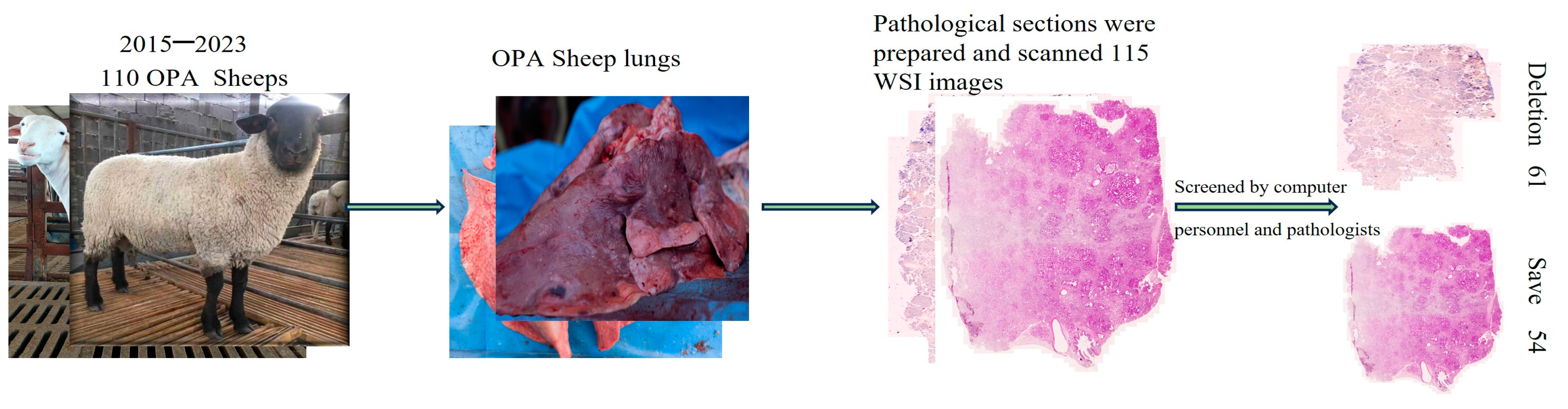 Animals 14 02488 g001 Animals 14 02488 g001