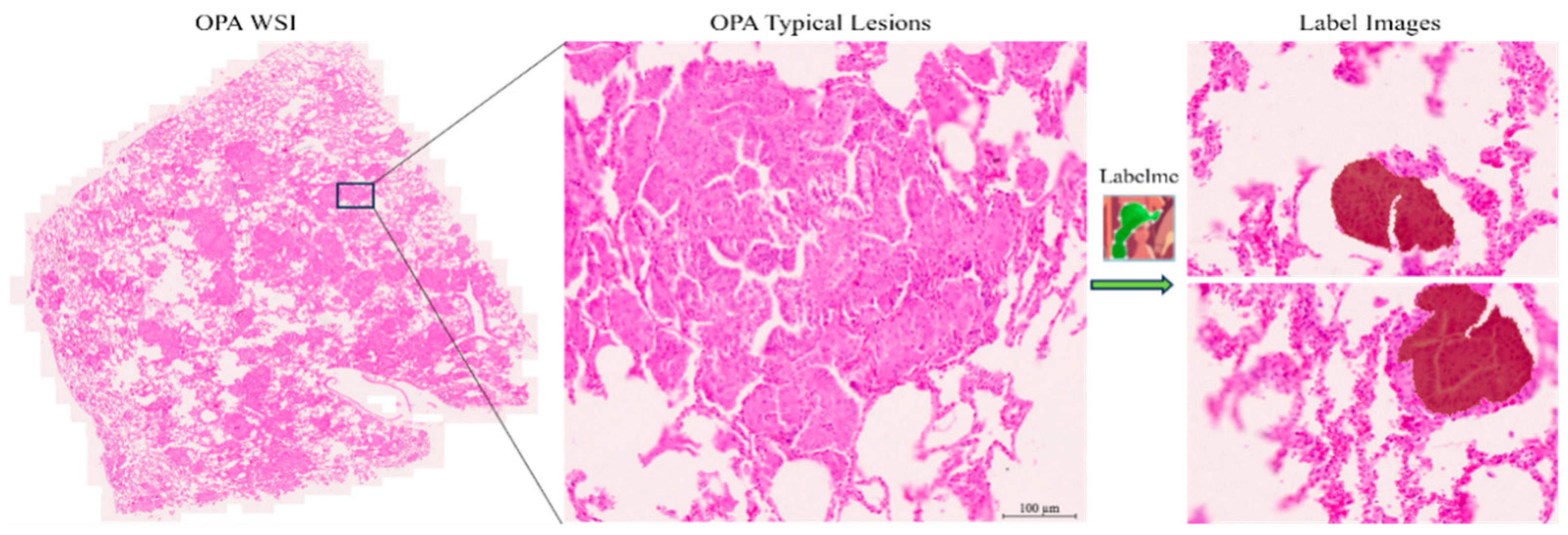 Animals 14 02488 g004 Animals 14 02488 g004