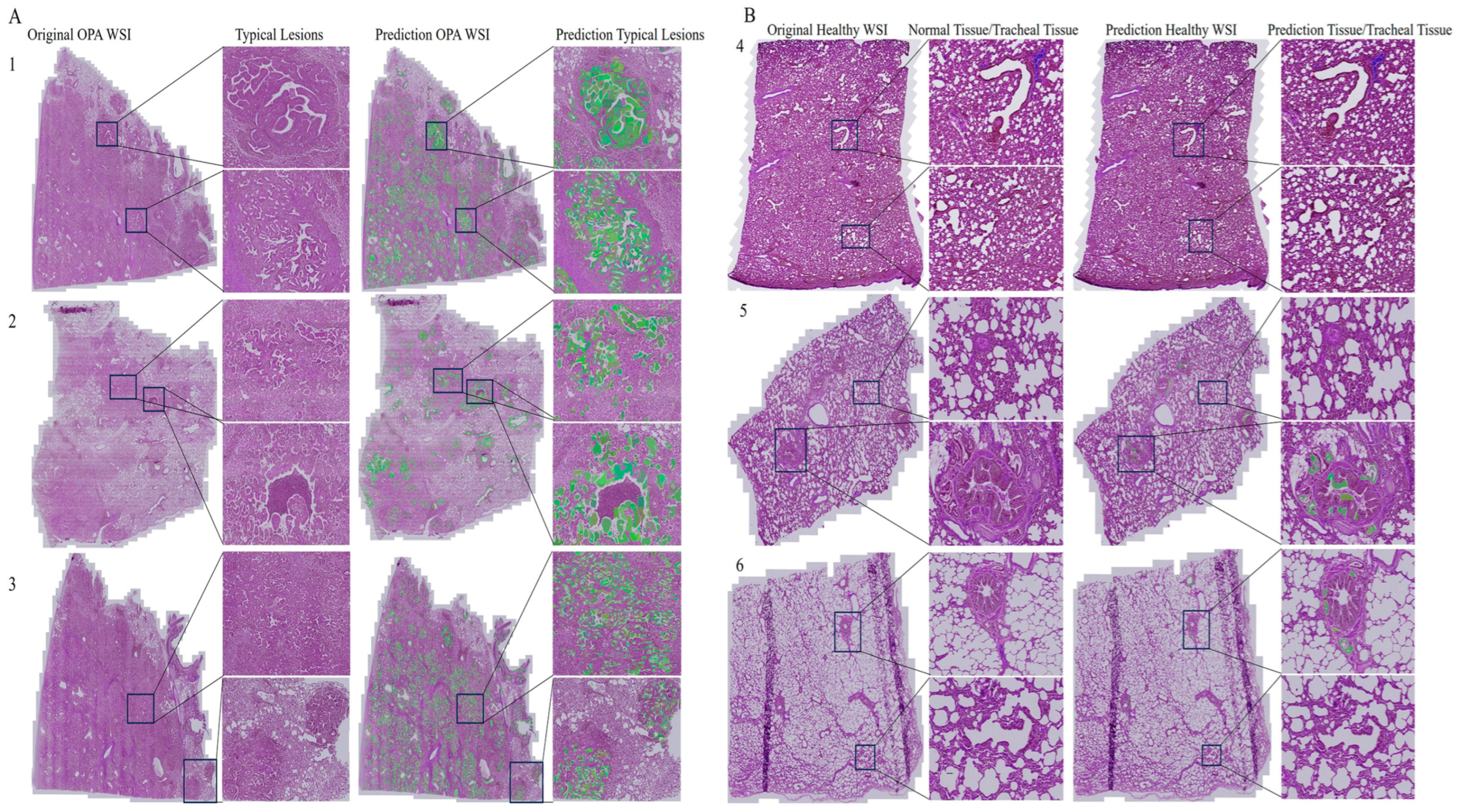 Animals 14 02488 g008 Animals 14 02488 g008