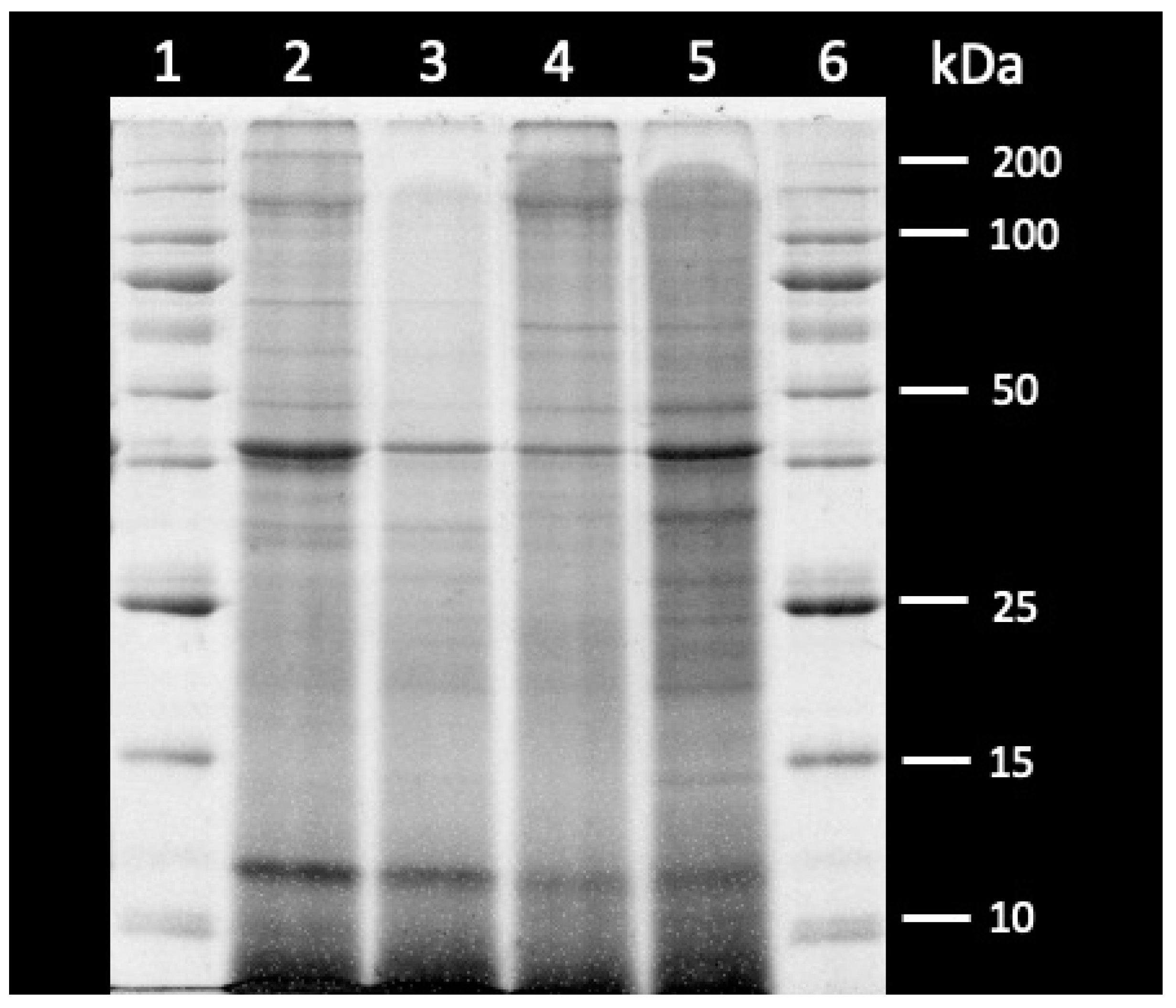 Animals 14 02493 g001