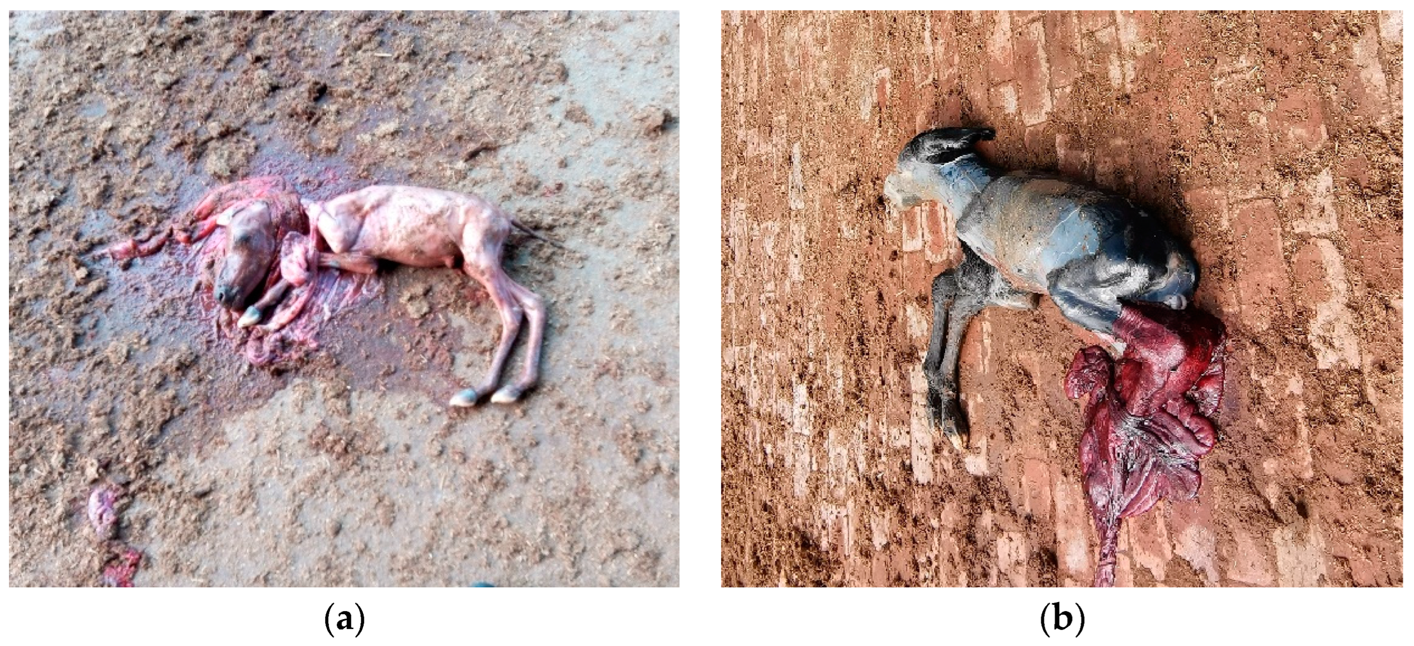 Animals 14 02494 g004 Animals 14 02494 g004