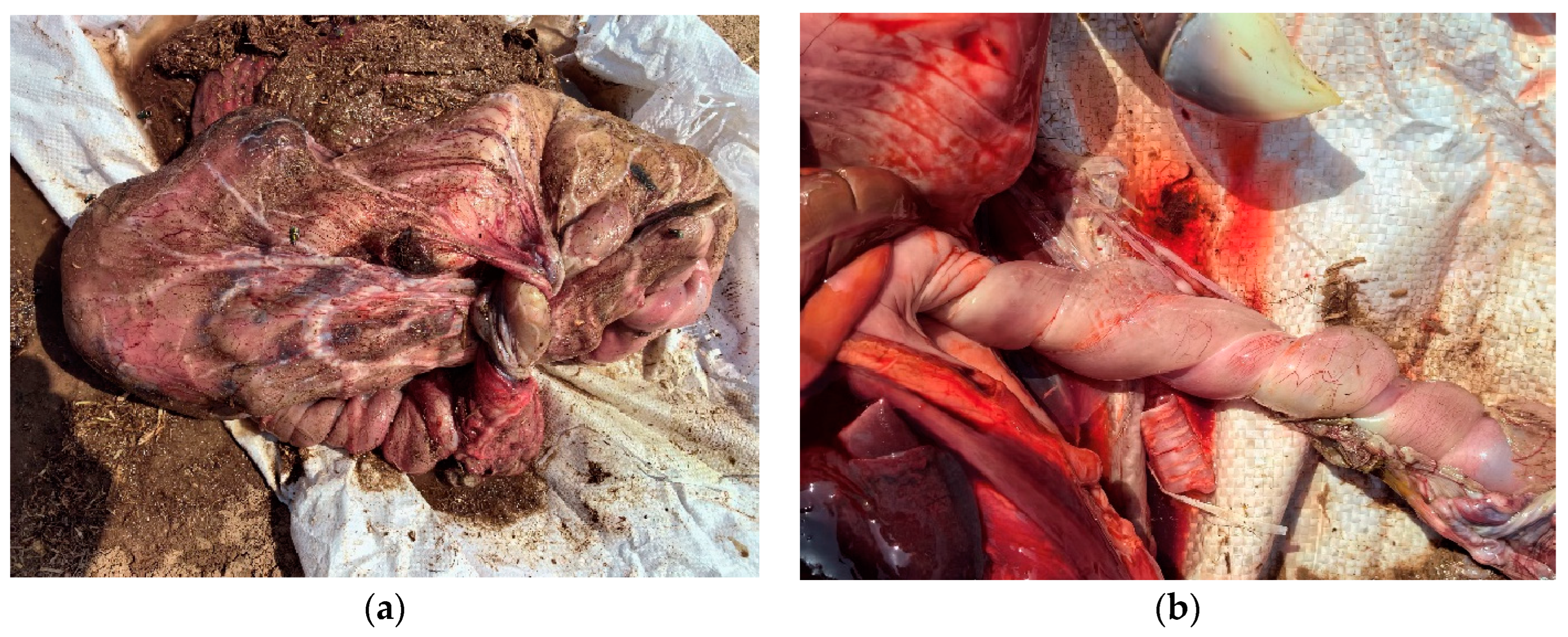 Animals 14 02494 g005 Animals 14 02494 g005