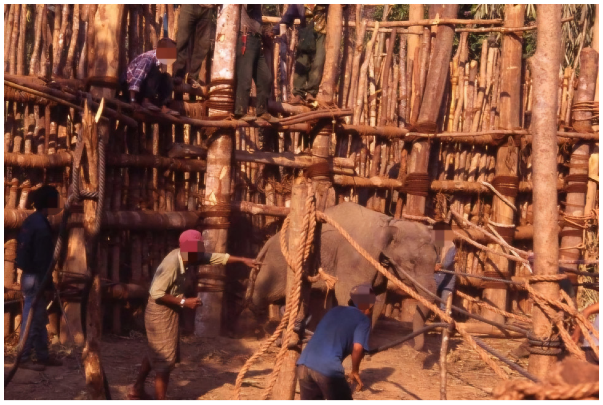 Animals 14 02506 g004