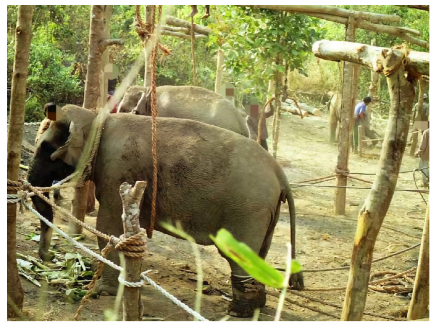 Animals 14 02506 g005