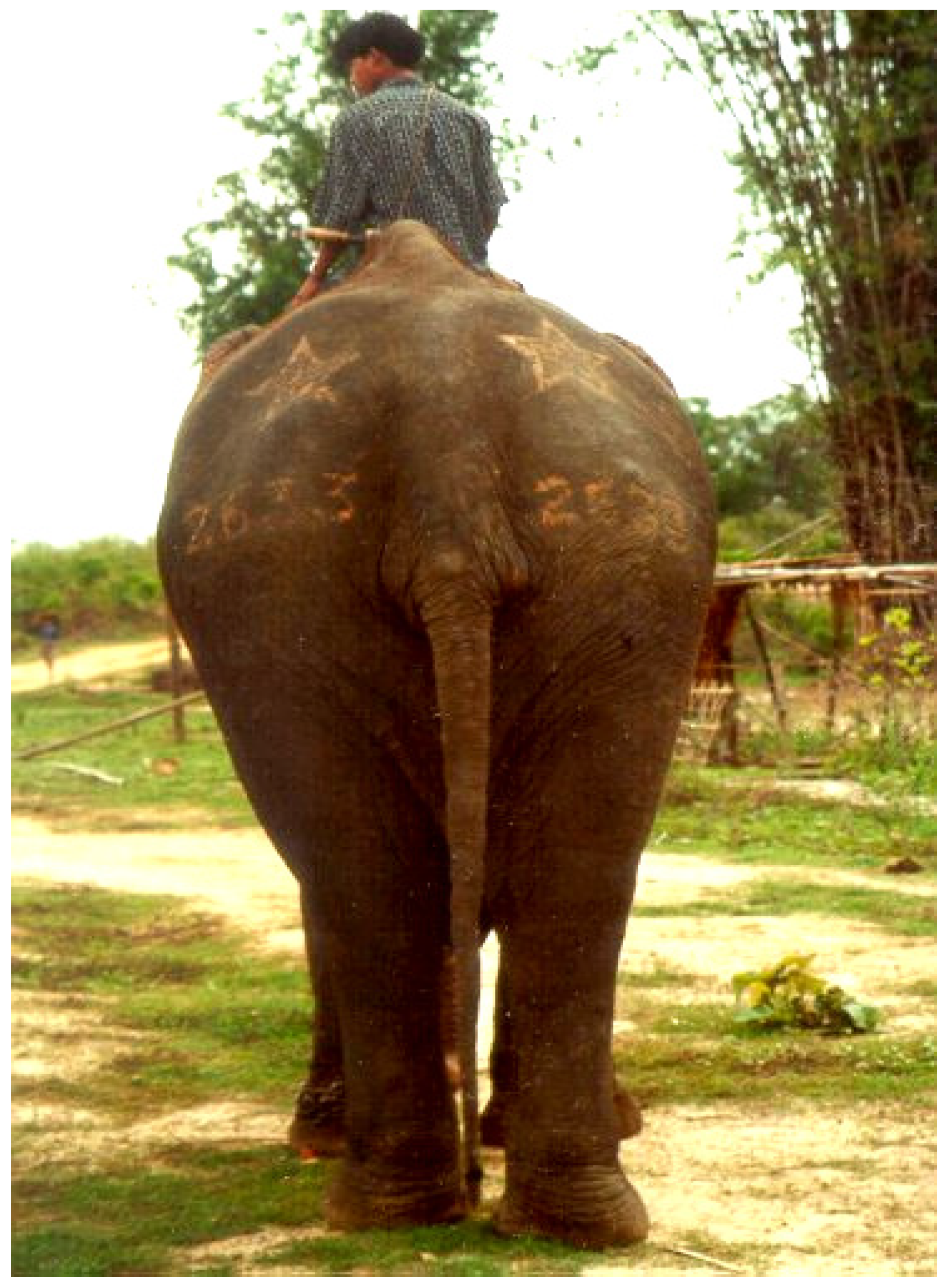 Animals 14 02506 g007