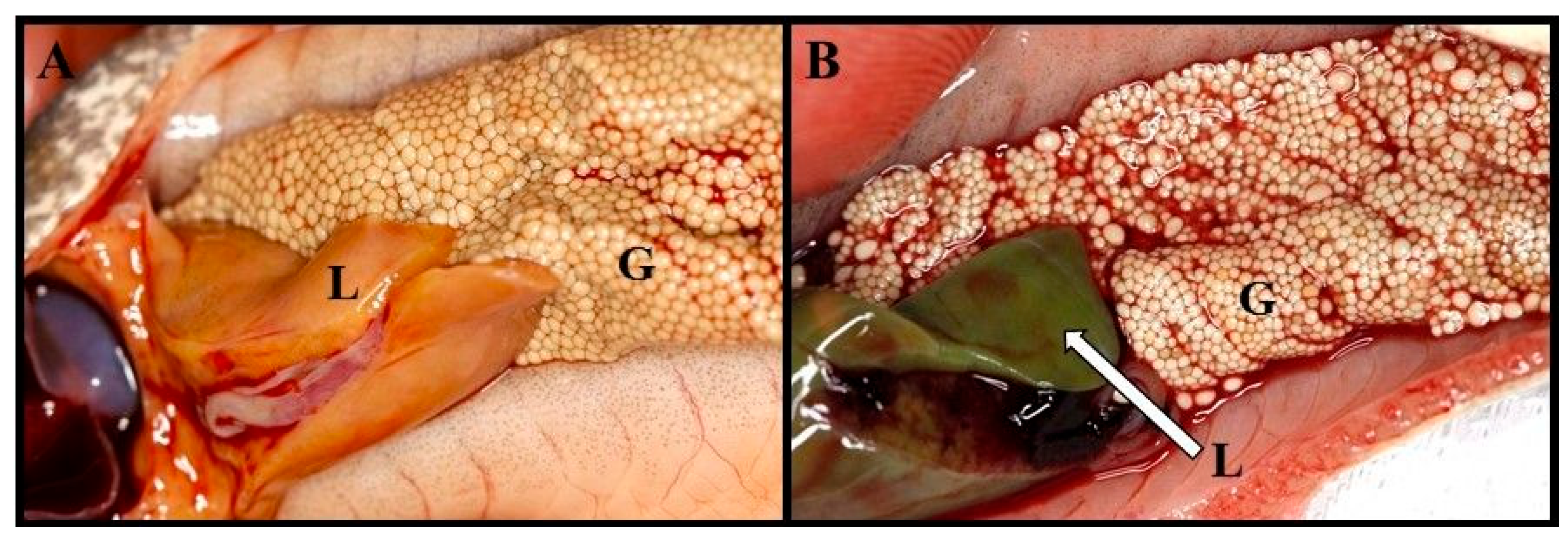 Animals 14 02516 g004