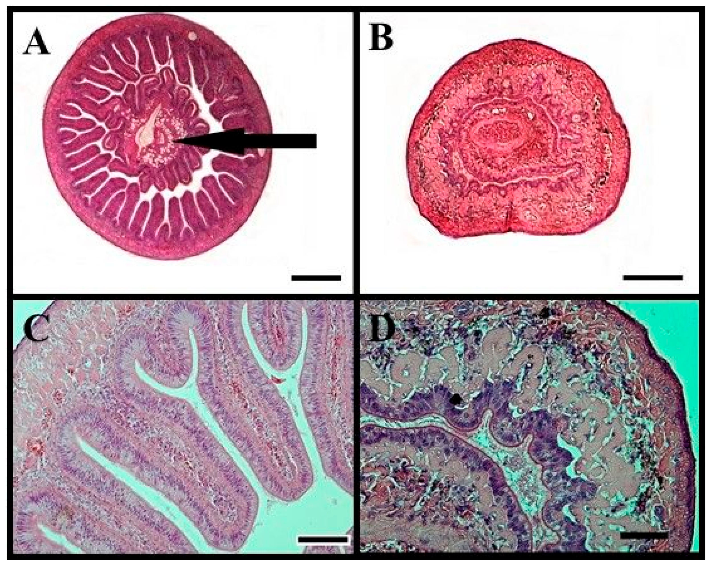Animals 14 02516 g007