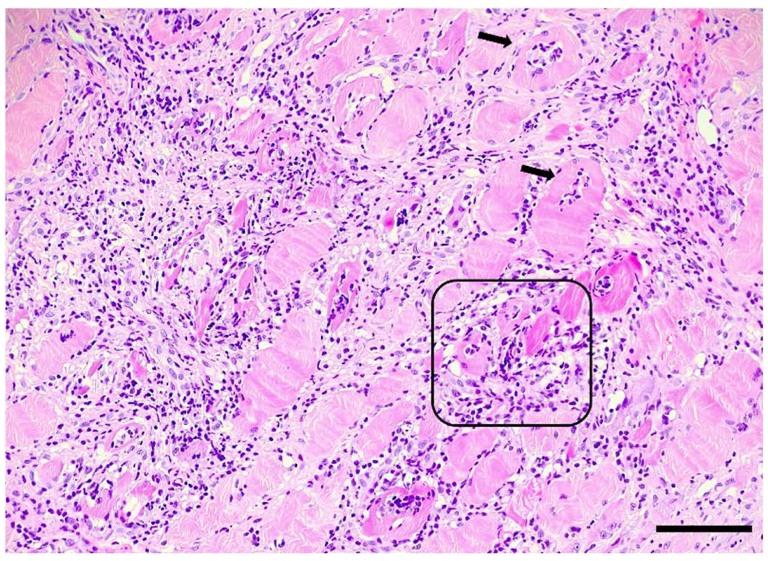 Animals 14 02519 g001