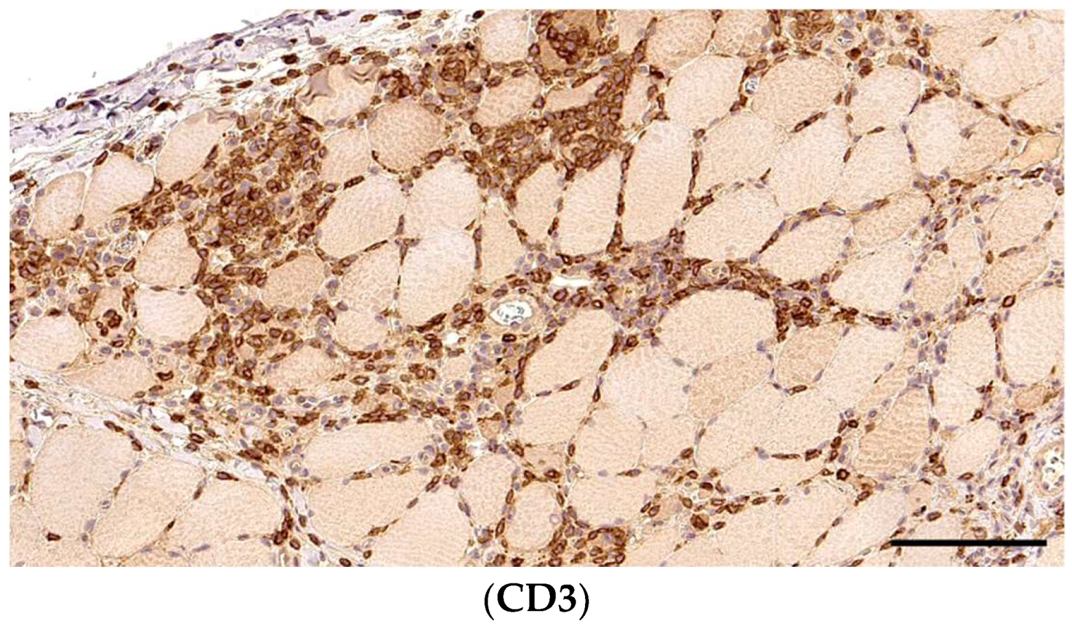 Animals 14 02519 g003