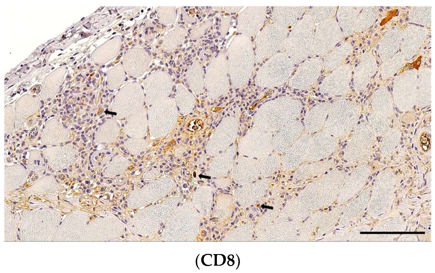 Animals 14 02519 g004