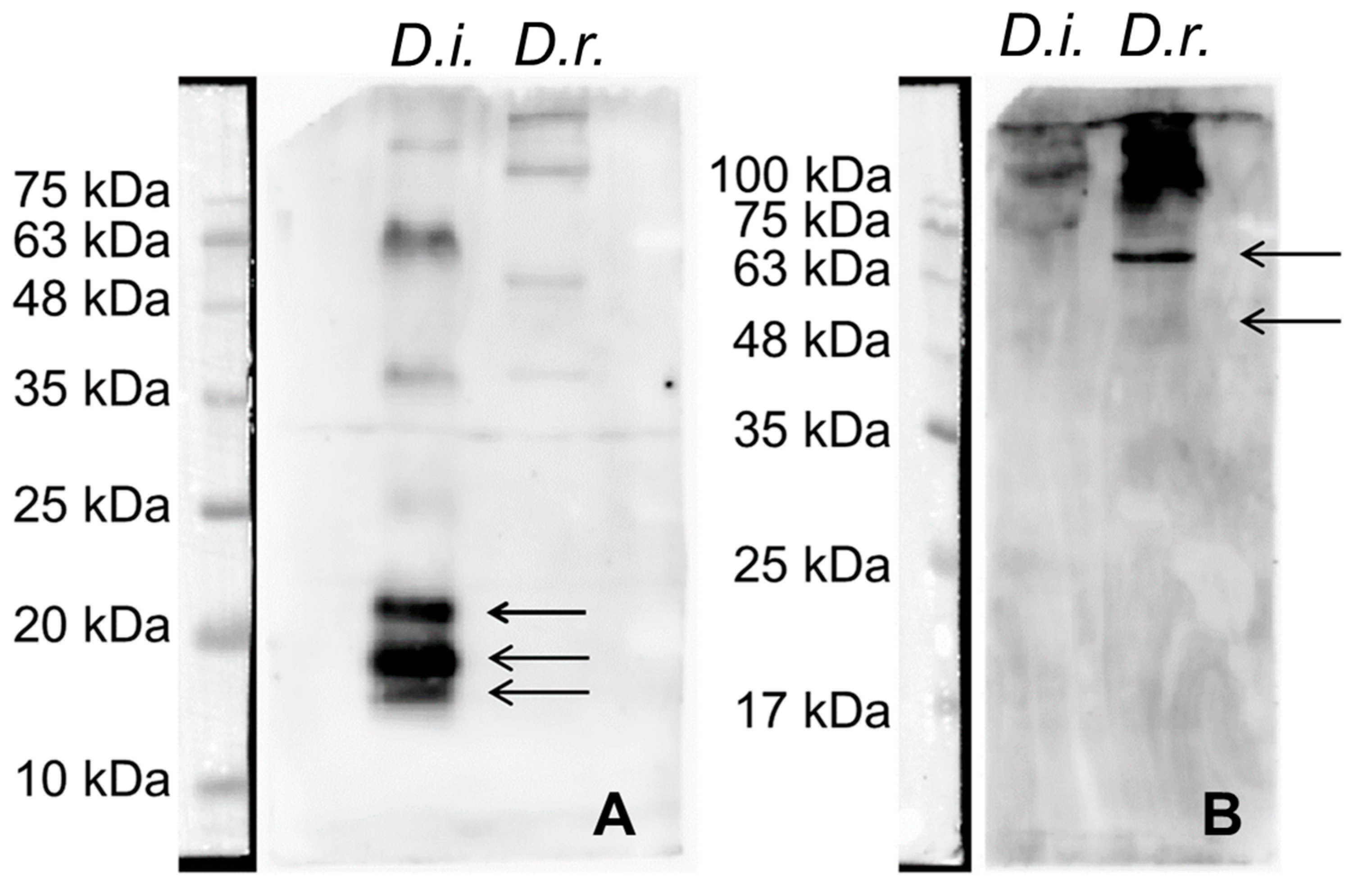 Animals 14 02529 g003 Animals 14 02529 g003