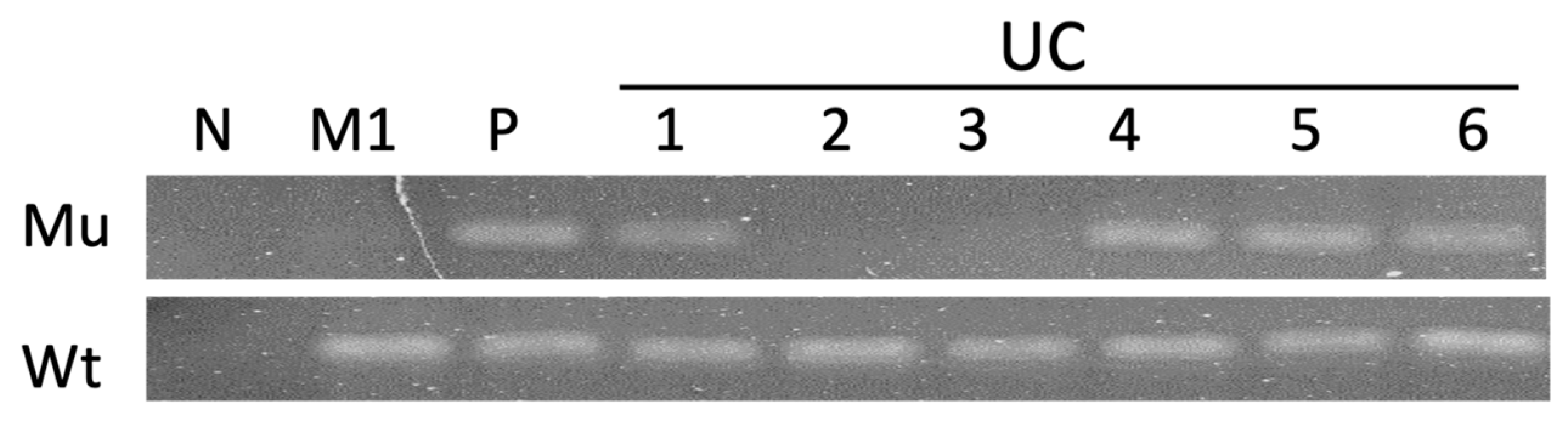 Animals 14 02535 g001