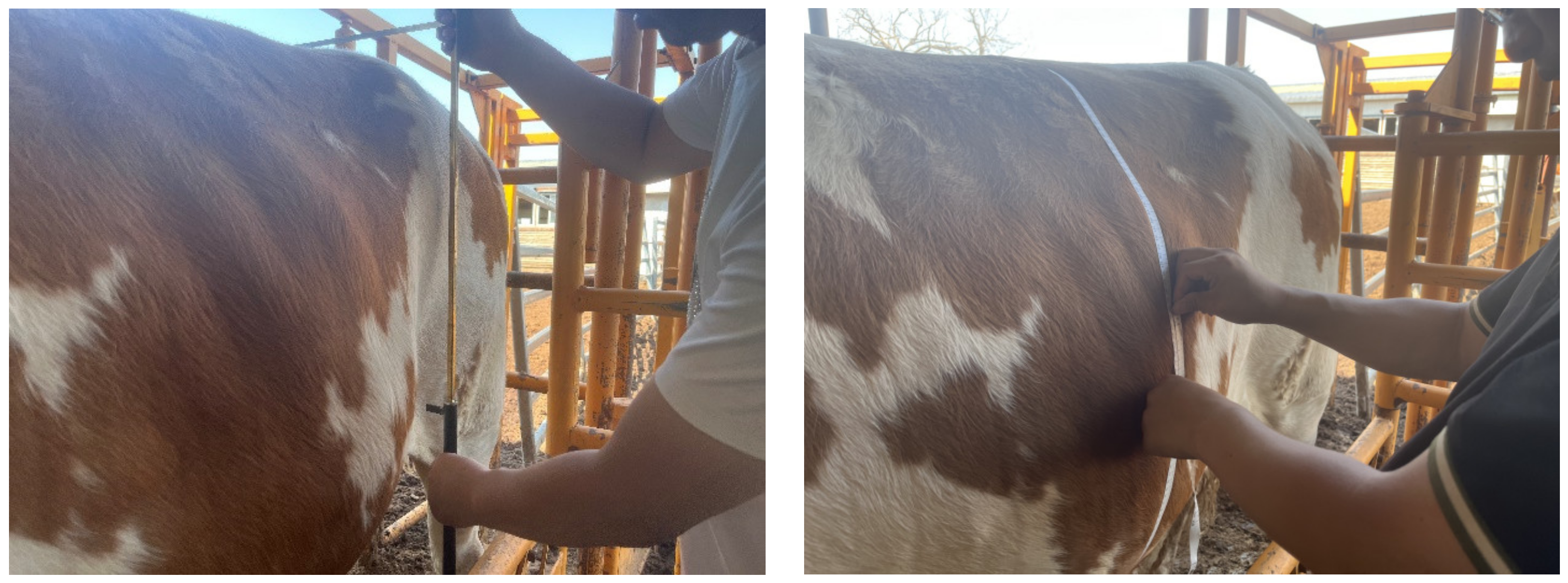 Animals 14 02553 g009