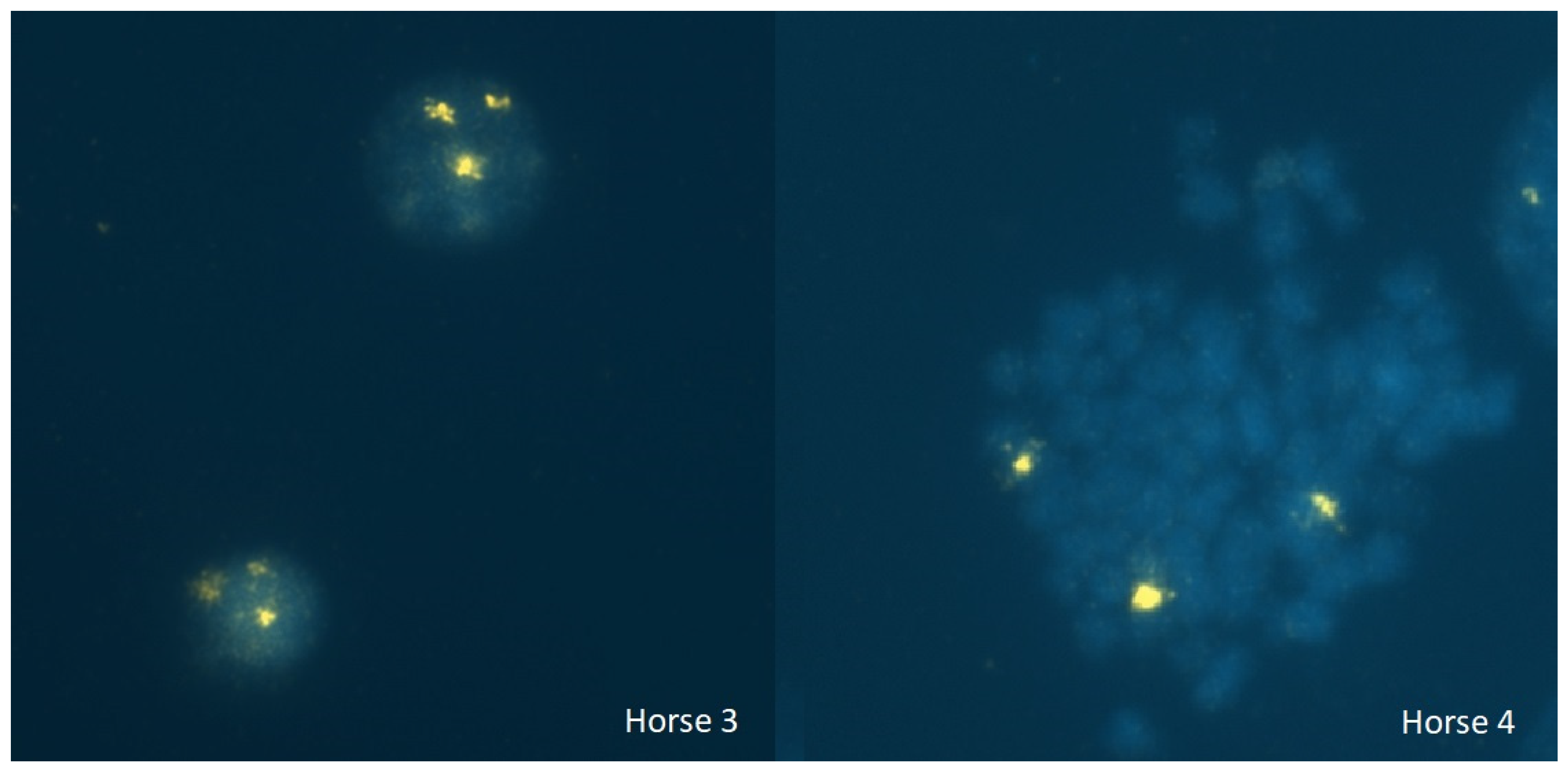 Animals 14 02560 g003