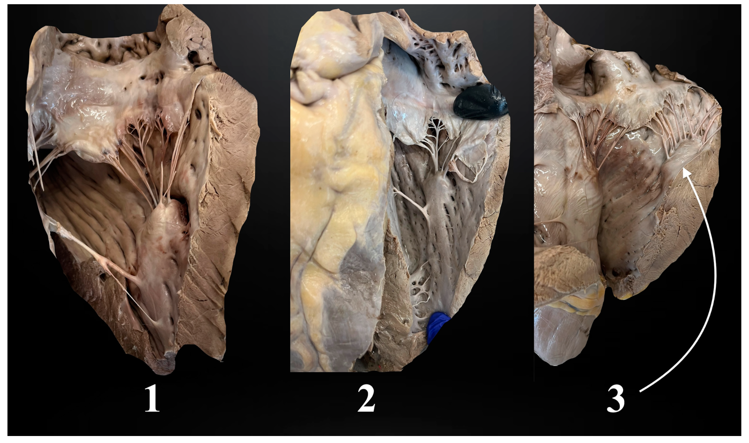 Animals 14 02563 g001 Animals 14 02563 g001