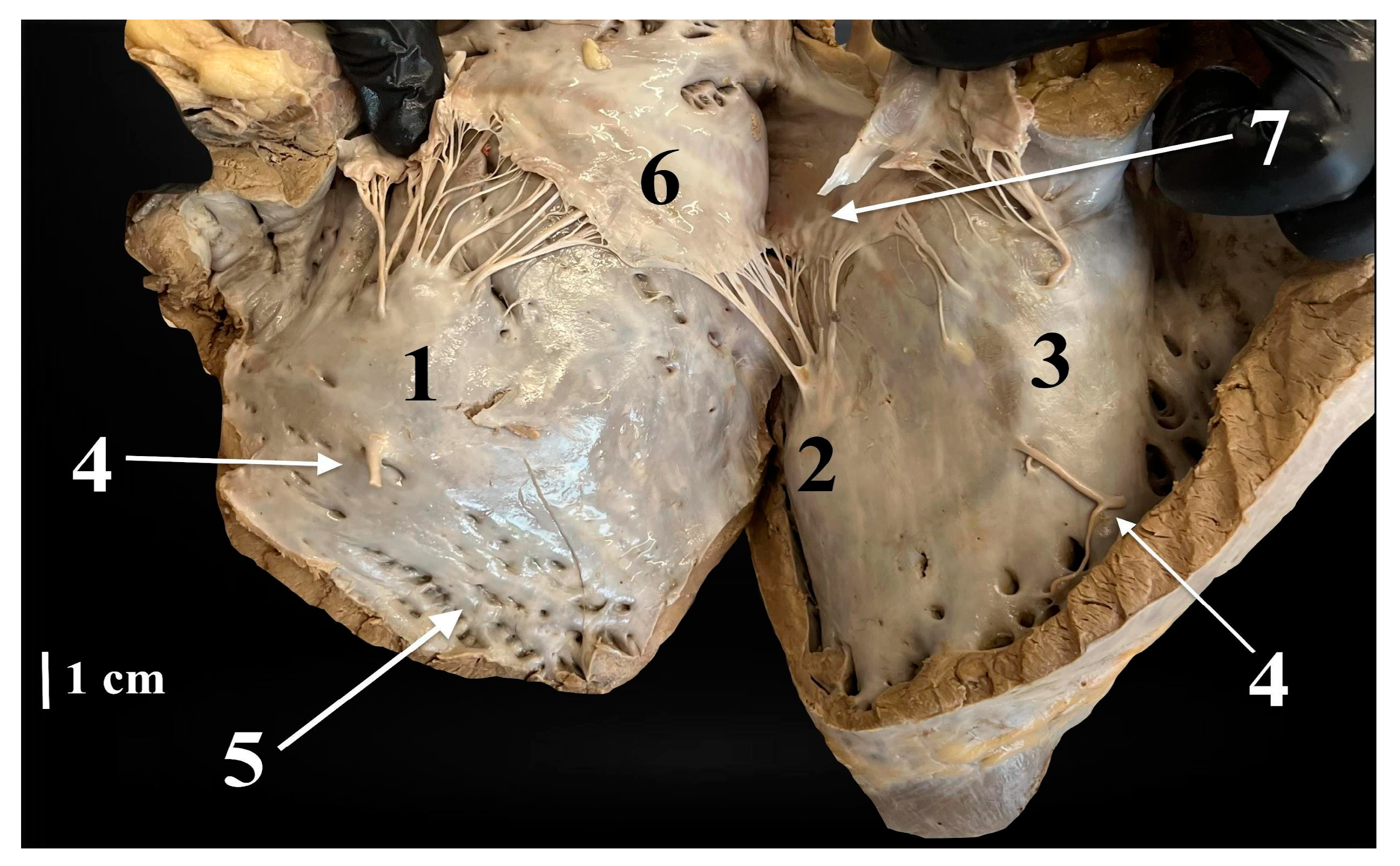 Animals 14 02563 g002 Animals 14 02563 g002