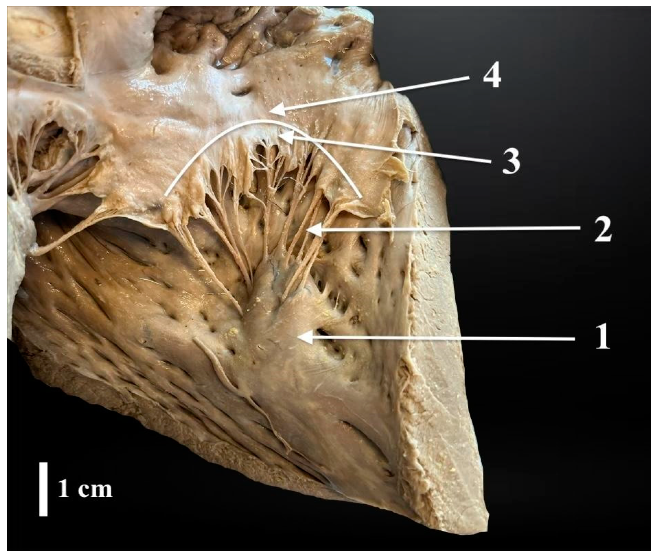 Animals 14 02563 g003 Animals 14 02563 g003