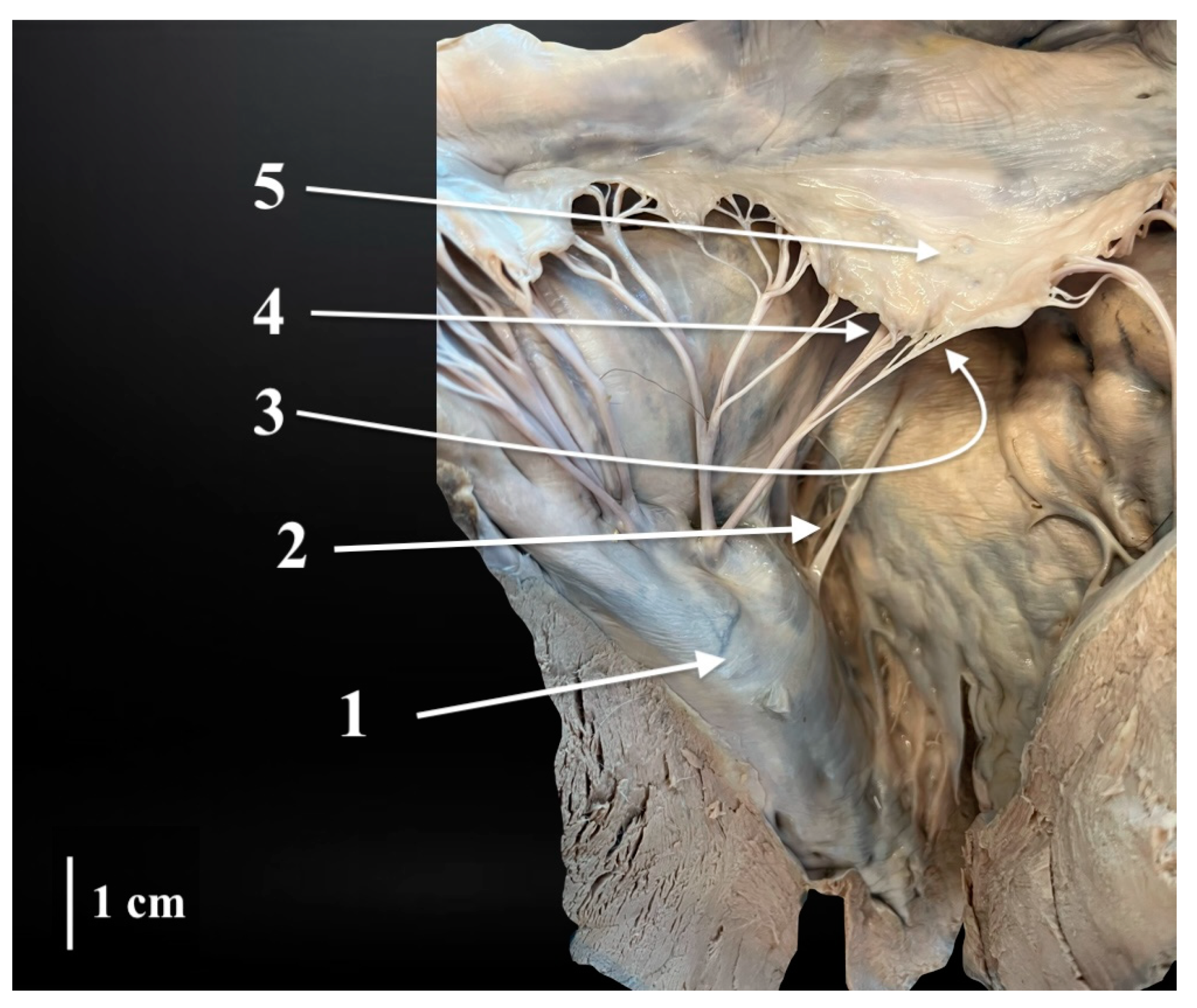 Animals 14 02563 g005 Animals 14 02563 g005