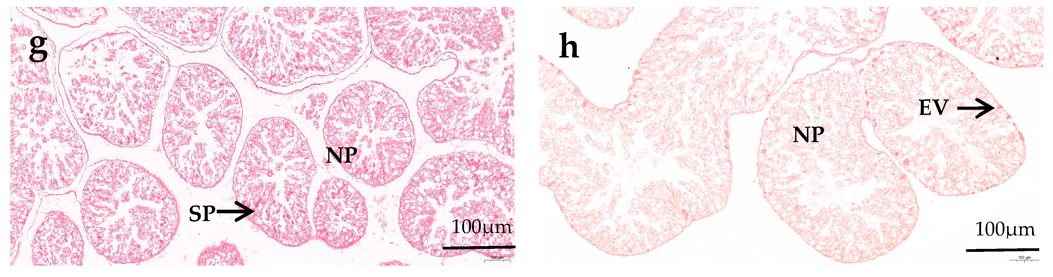 Animals 14 02564 g001b